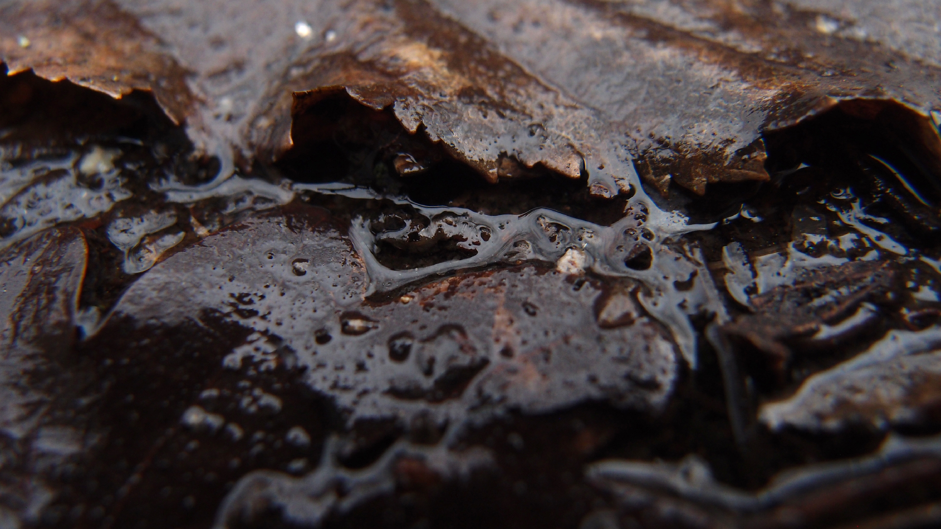 2022-02-17 Das Kleine Regen Rhythmus Orchester - Regen und Wind (Audio, Video)