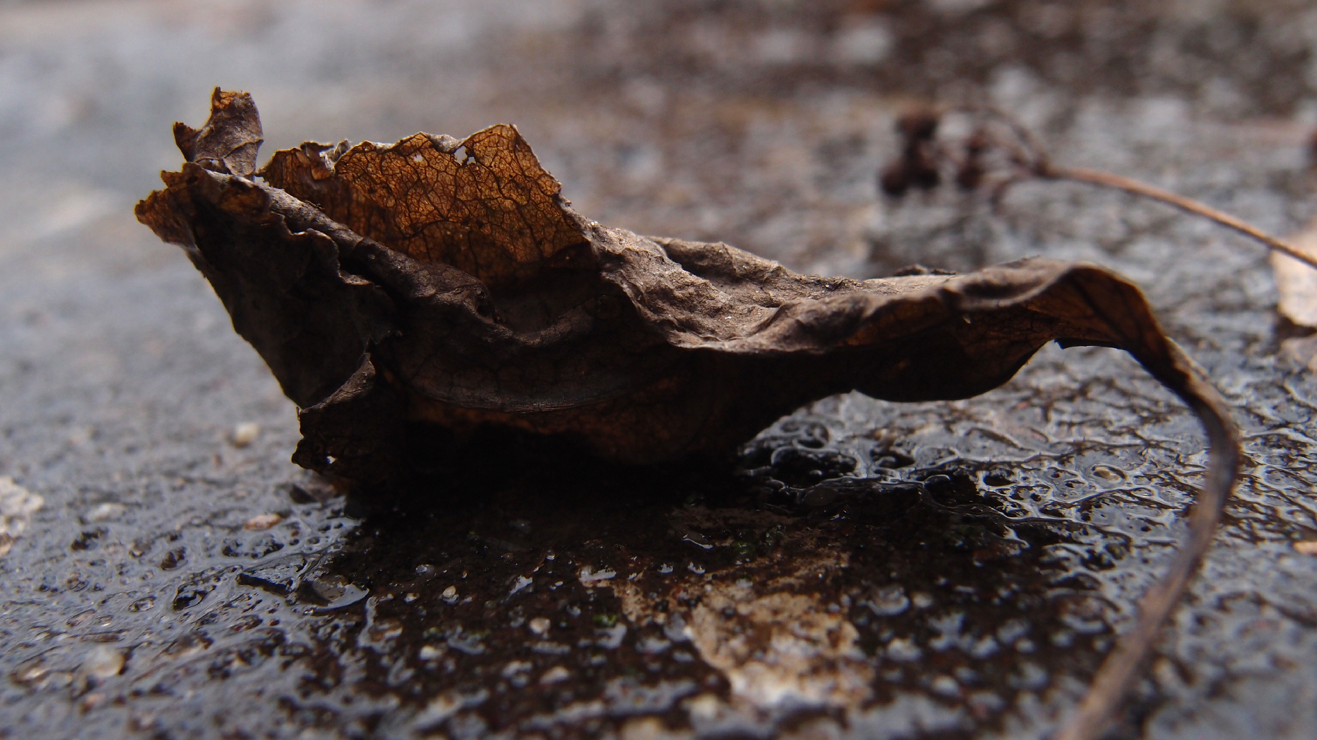 2022-02-17 Das Kleine Regen Rhythmus Orchester - Regen und Wind (Audio, Video)