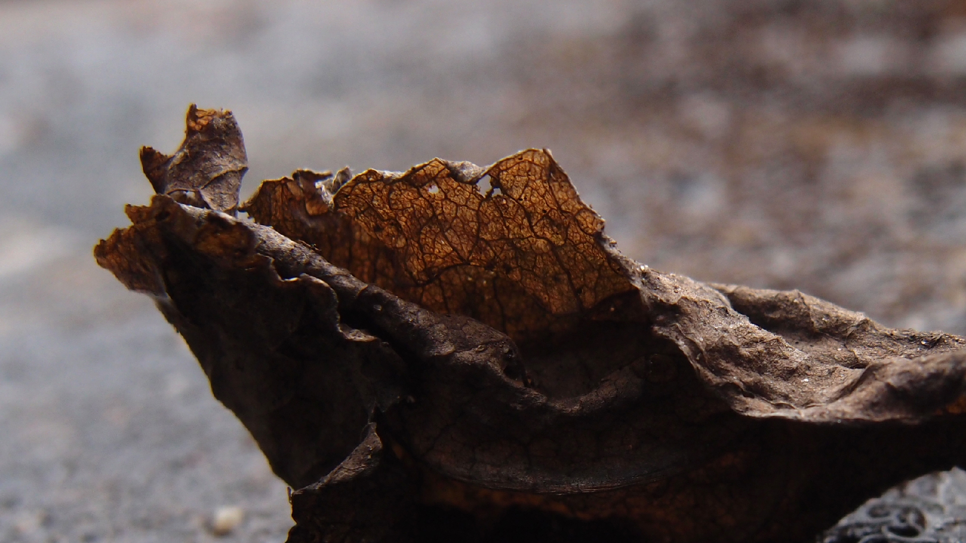 2022-02-17 Das Kleine Regen Rhythmus Orchester - Regen und Wind (Audio, Video)