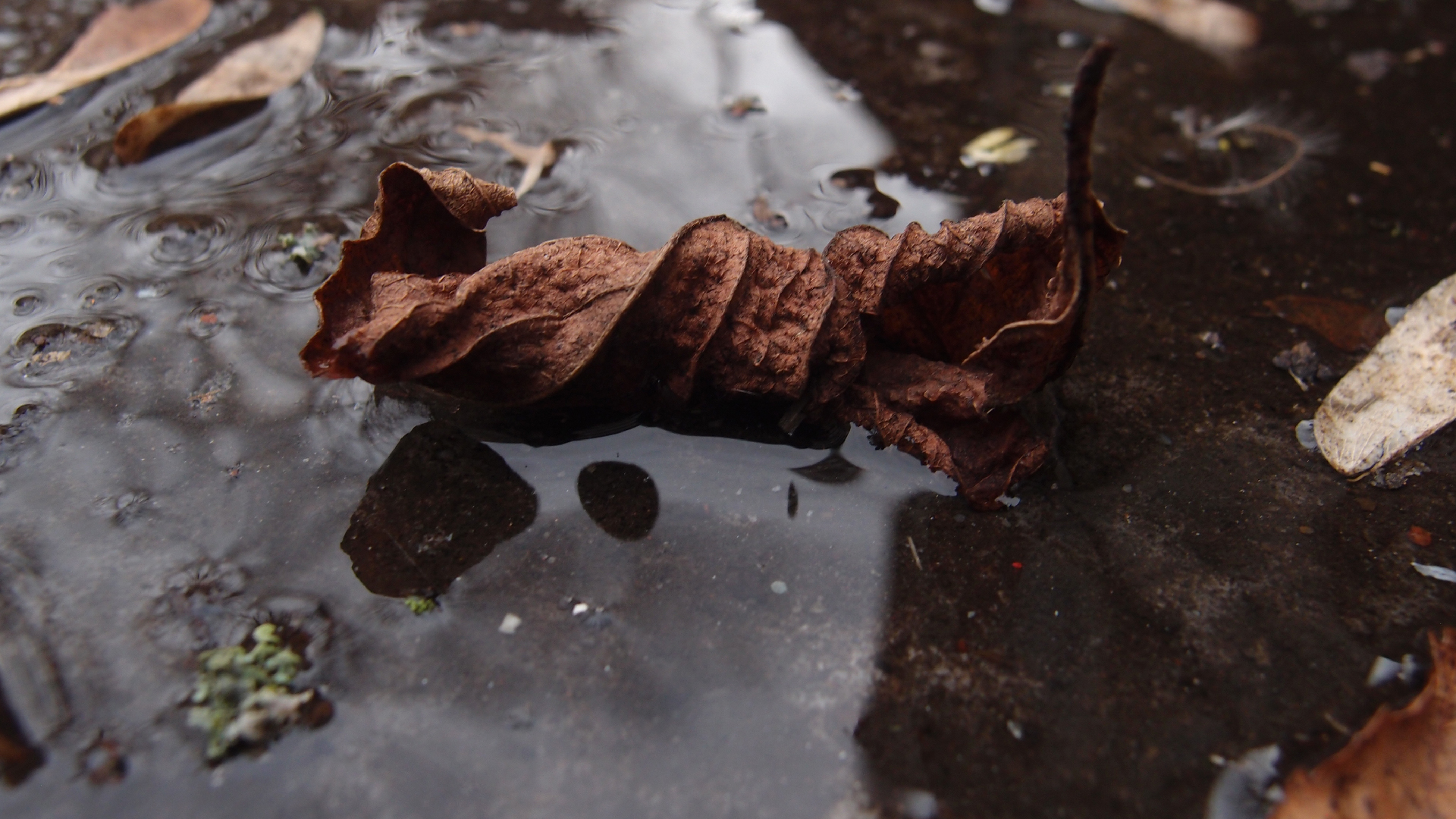 2022-02-17 Das Kleine Regen Rhythmus Orchester - Regen und Wind (Audio, Video)
