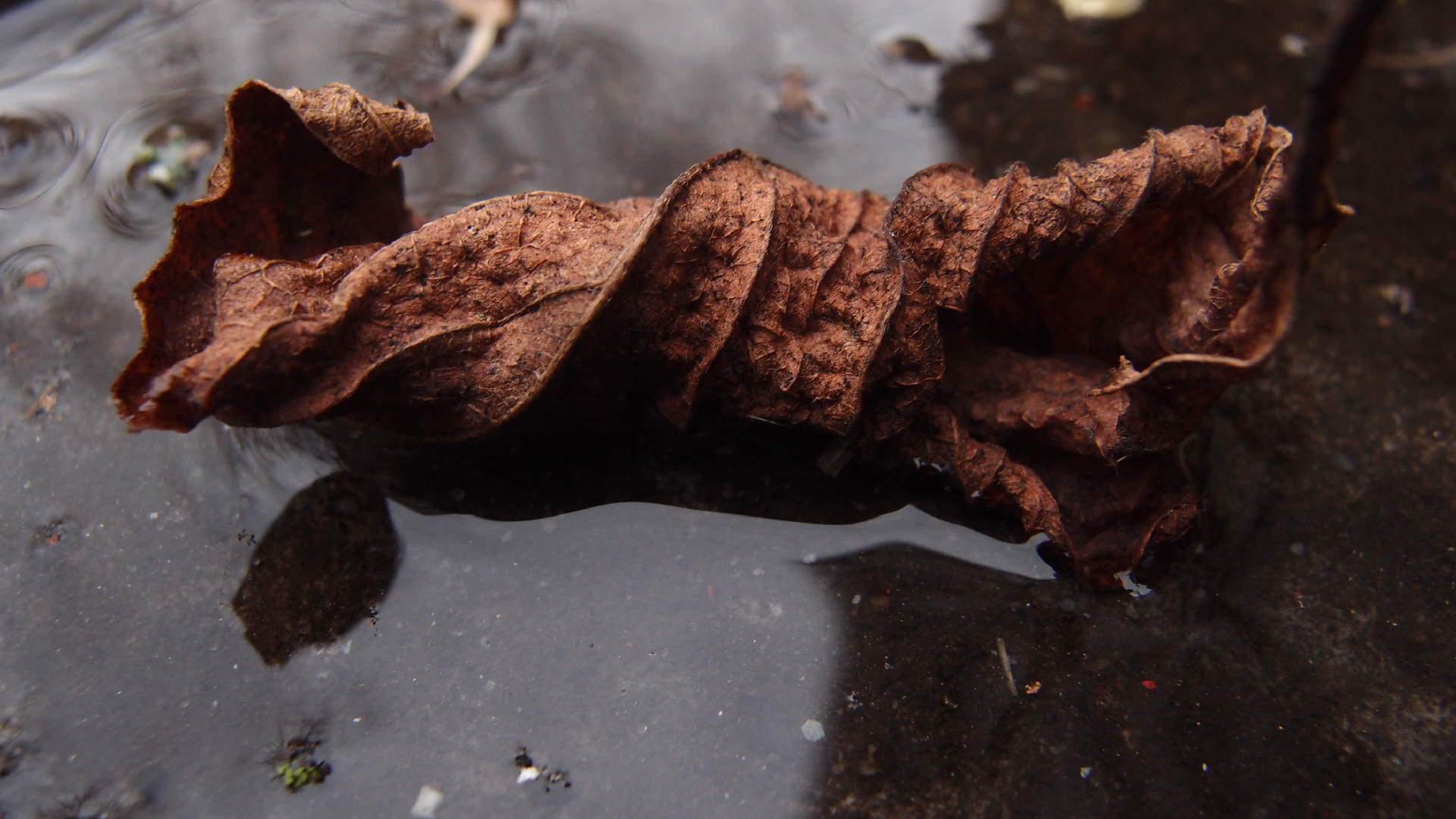 2022-02-17 Das Kleine Regen Rhythmus Orchester - Regen und Wind (Audio, Video)