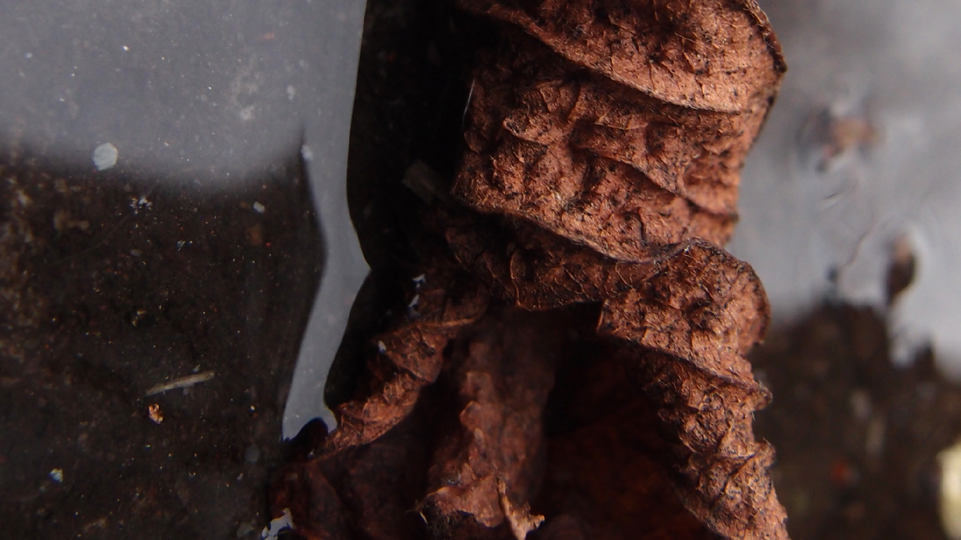 2022-02-17 Das Kleine Regen Rhythmus Orchester - Regen und Wind (Audio, Video)