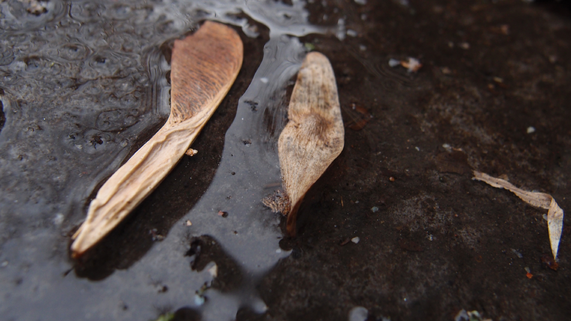 2022-02-17 Das Kleine Regen Rhythmus Orchester - Regen und Wind (Audio, Video)