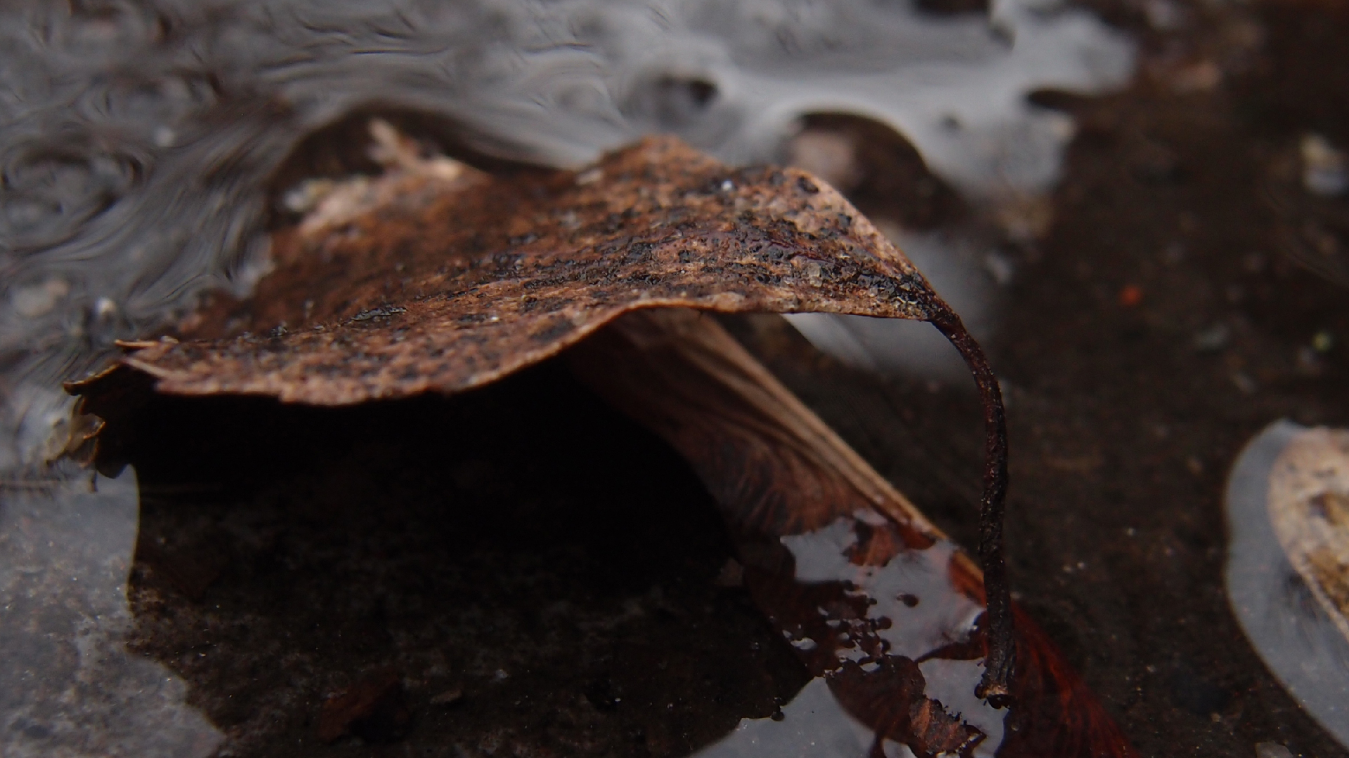 2022-02-17 Das Kleine Regen Rhythmus Orchester - Regen und Wind (Audio, Video)