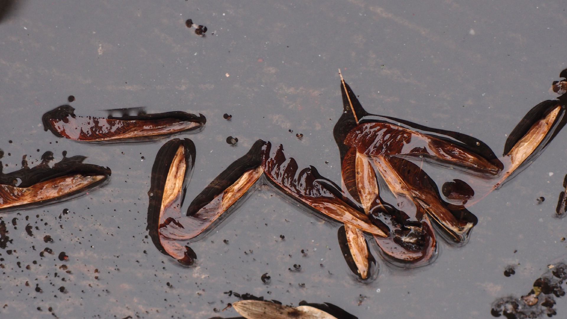 2022-02-21 Ensemble I (2 x Aluminium & Plaste) (Audio, Video)