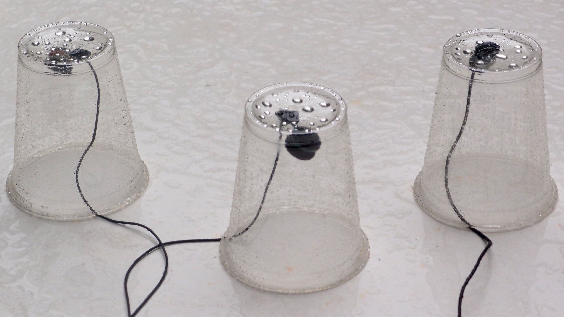 2022-05-17 Das Kleine Regen Rhythmus Orchester (Plastebecher aufm Tisch) (Audio, Video)