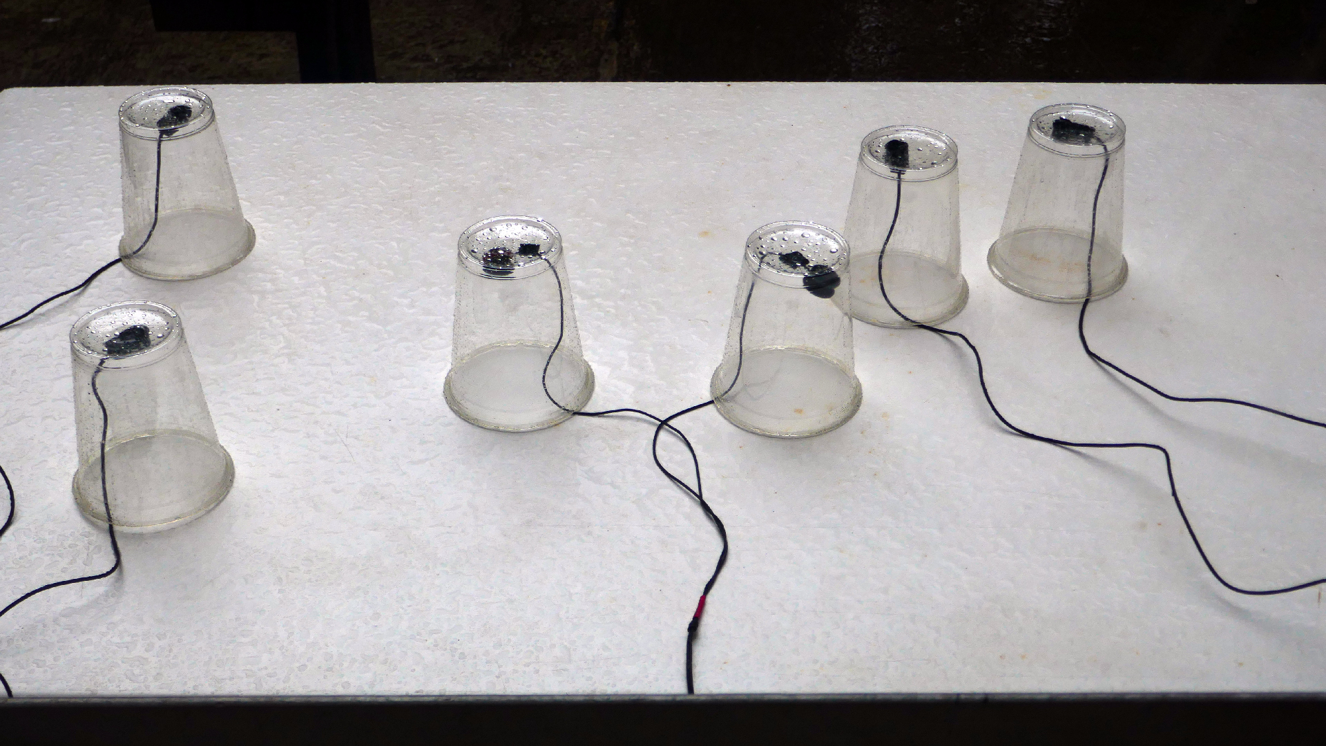 2022-05-17 Das Kleine Regen Rhythmus Orchester (Plastebecher aufm Tisch) (Audio, Video)