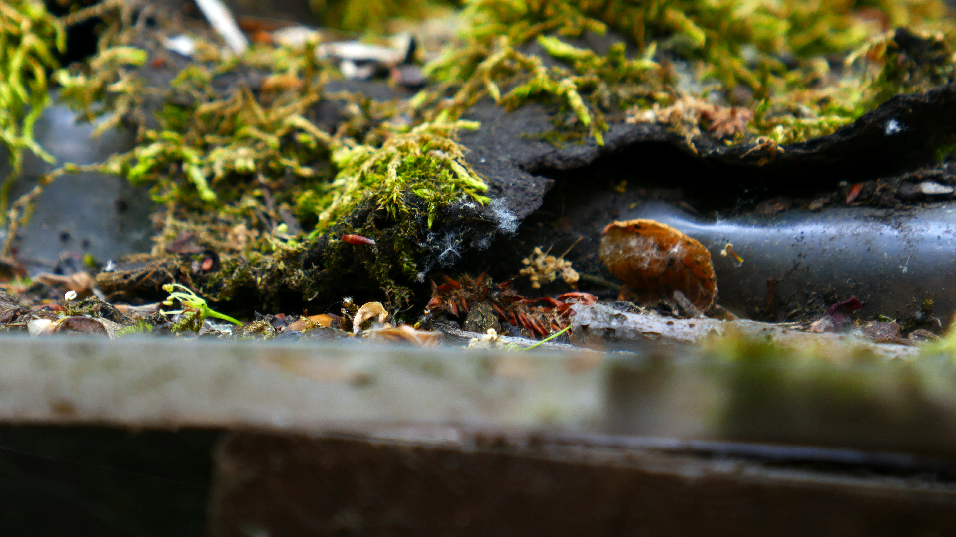 2022-05-23 Das Kleine Regen Rhythmus Orchester (Plastedach) (Audio, Video)