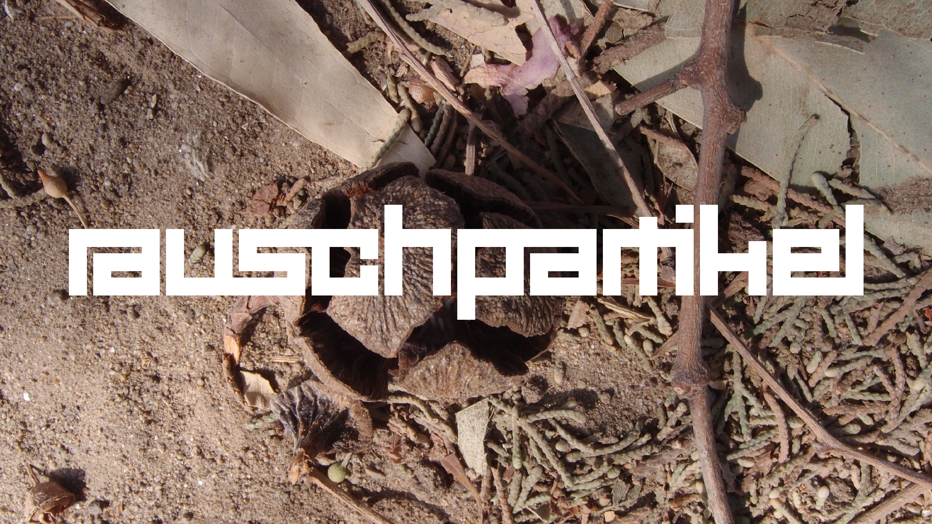 2021-09-07 02 Zikaden (Parasporos Abfahrt 2) (Foto, Fieldrecording)