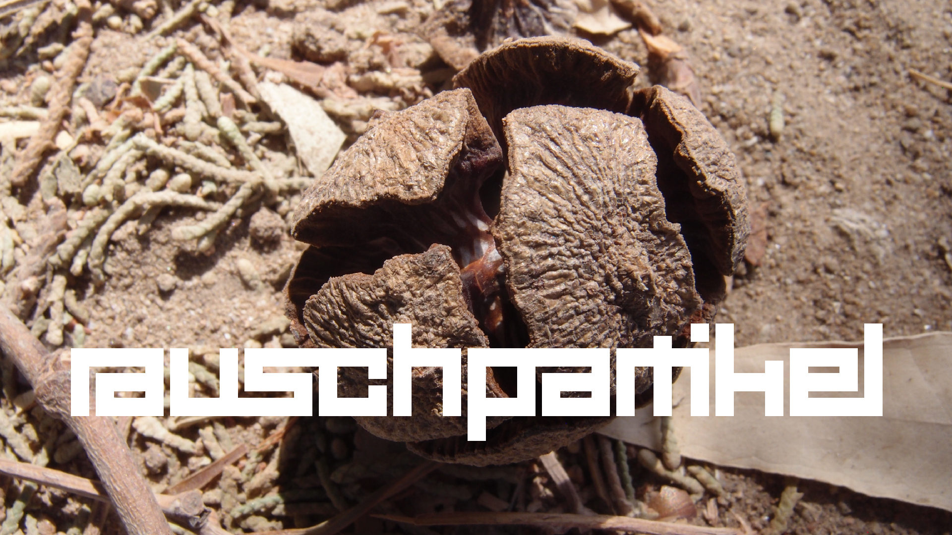 2021-09-07 02 Zikaden (Parasporos Abfahrt 2) (Foto, Fieldrecording)