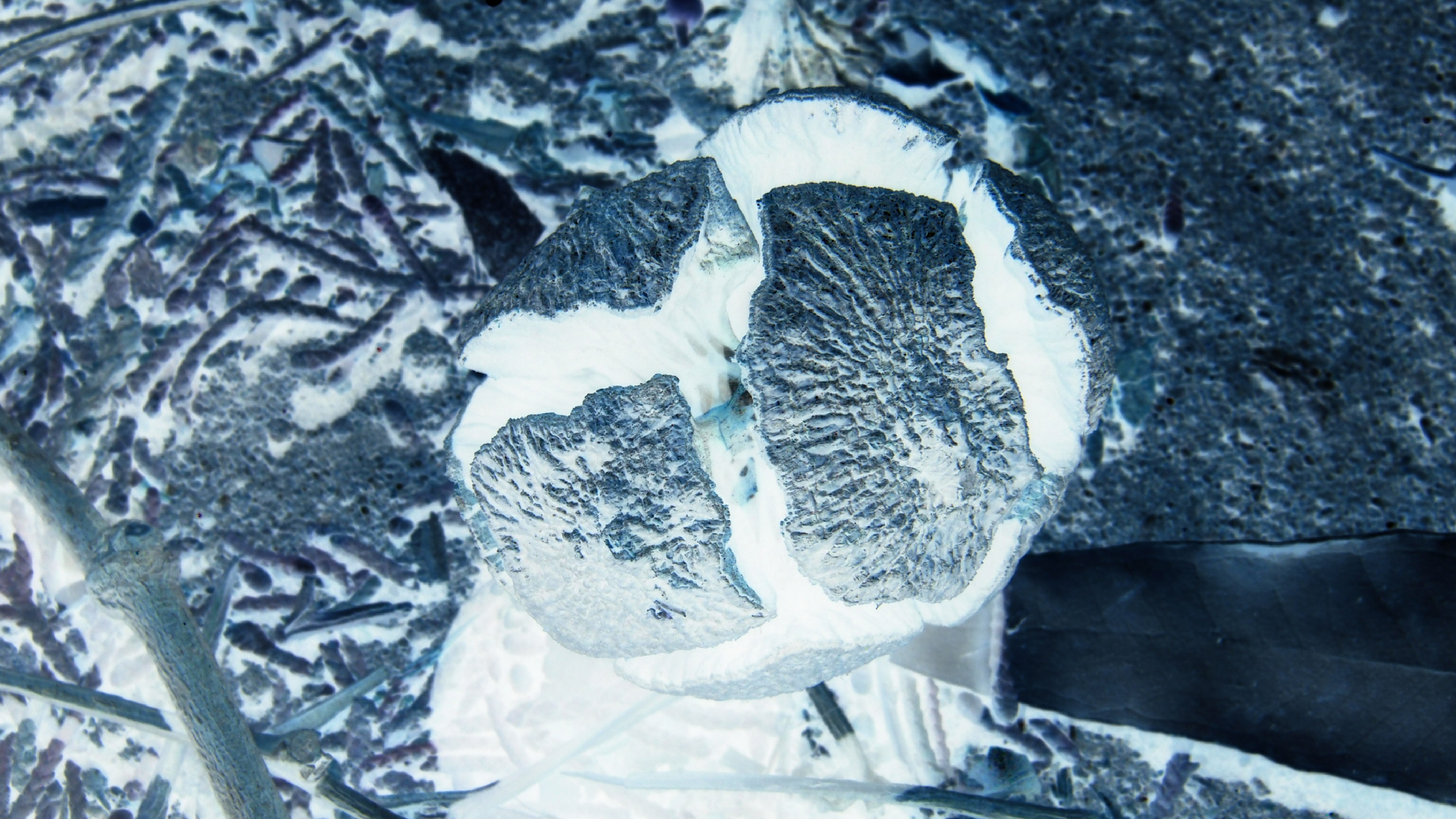 2021-09-07 02 Zikaden (Parasporos Abfahrt 2) (Foto, Fieldrecording)