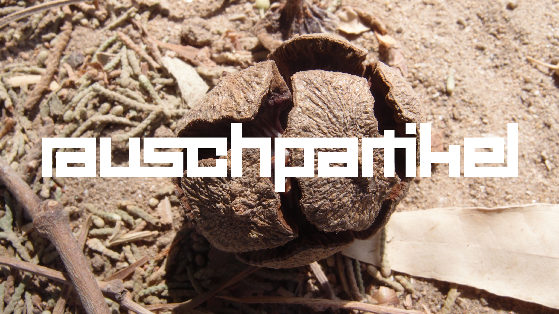 2021-09-07 02 Zikaden (Parasporos Abfahrt 2) (Foto, Fieldrecording)