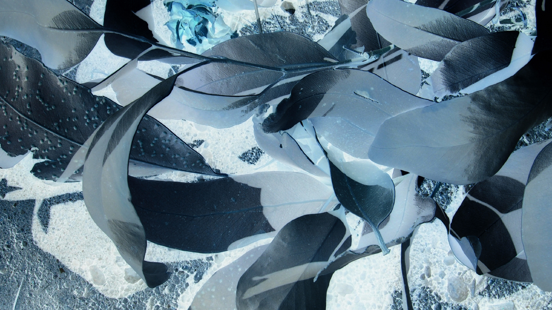 2021-09-07 02 Zikaden (Parasporos Abfahrt 2) (Foto, Fieldrecording)