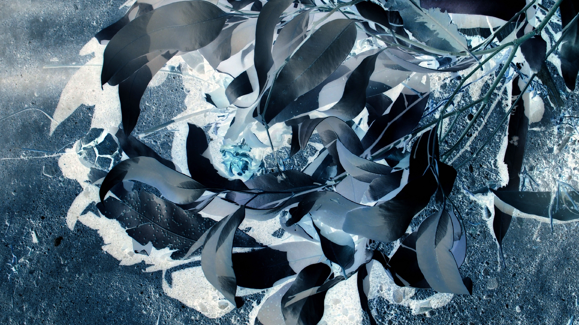 2021-09-07 02 Zikaden (Parasporos Abfahrt 2) (Foto, Fieldrecording)