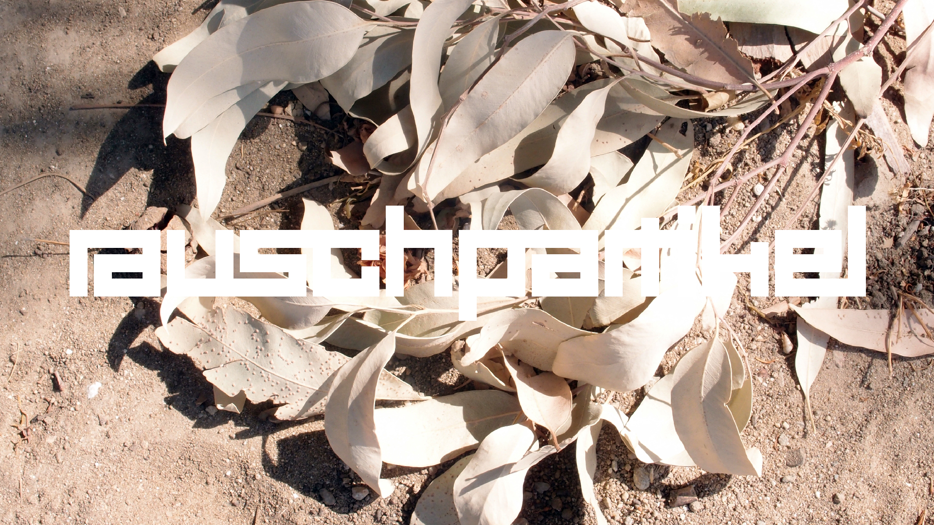 2021-09-07 02 Zikaden (Parasporos Abfahrt 2) (Foto, Fieldrecording)