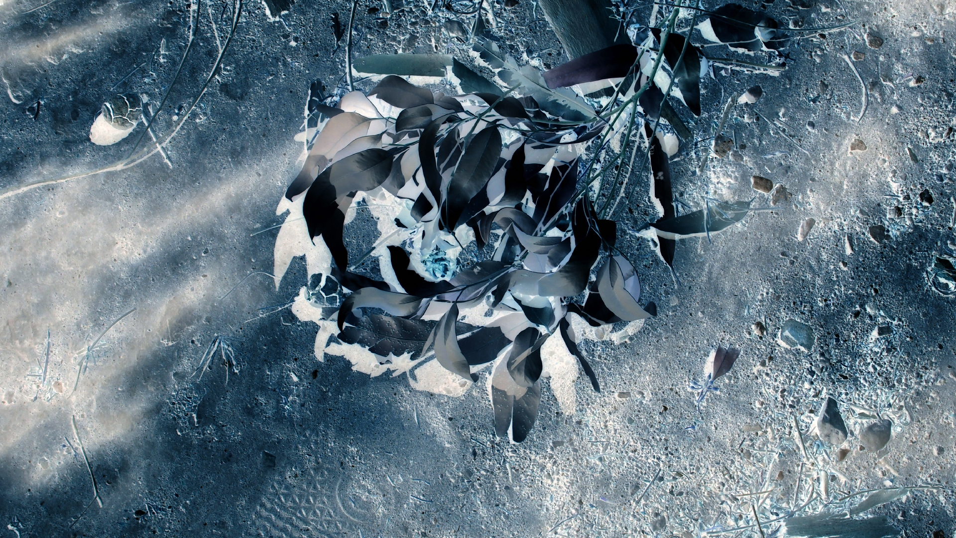 2021-09-07 02 Zikaden (Parasporos Abfahrt 2) (Foto, Fieldrecording)