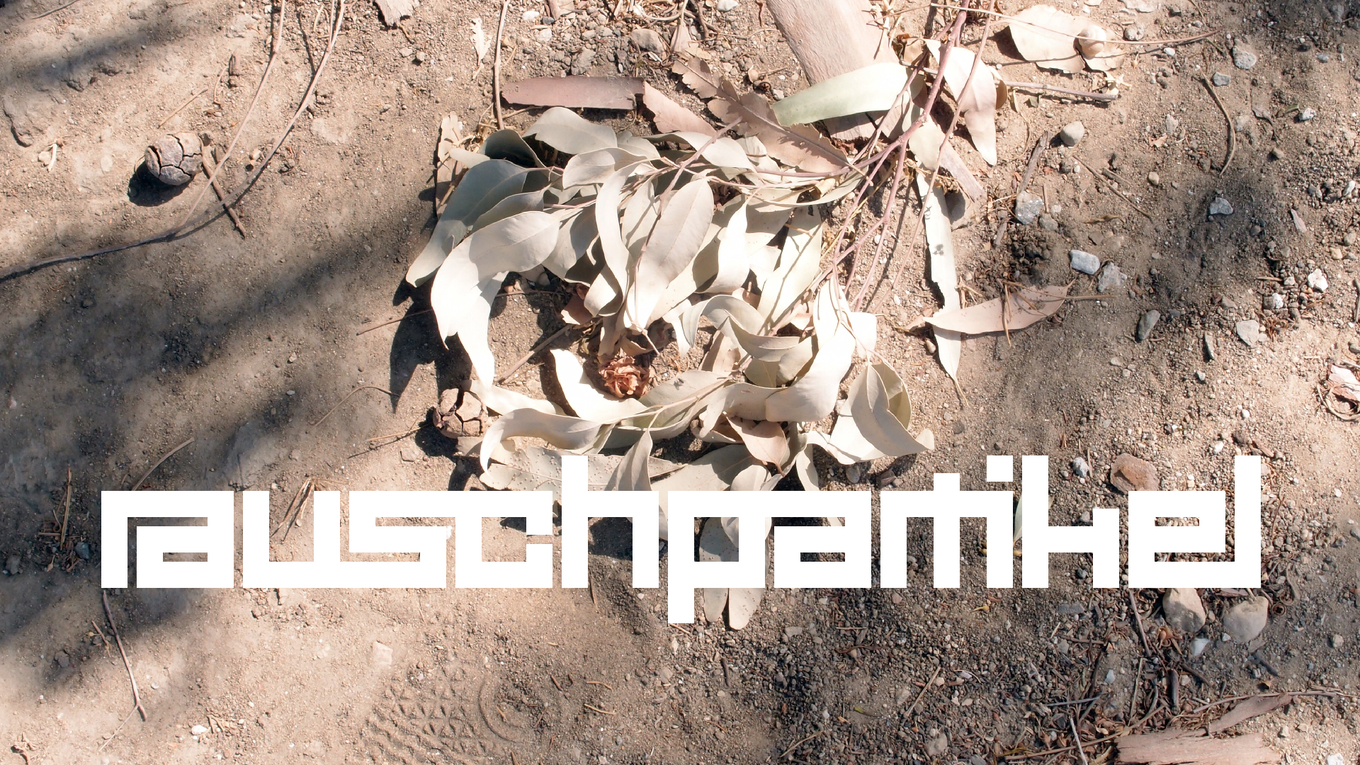 2021-09-07 02 Zikaden (Parasporos Abfahrt 2) (Foto, Fieldrecording)