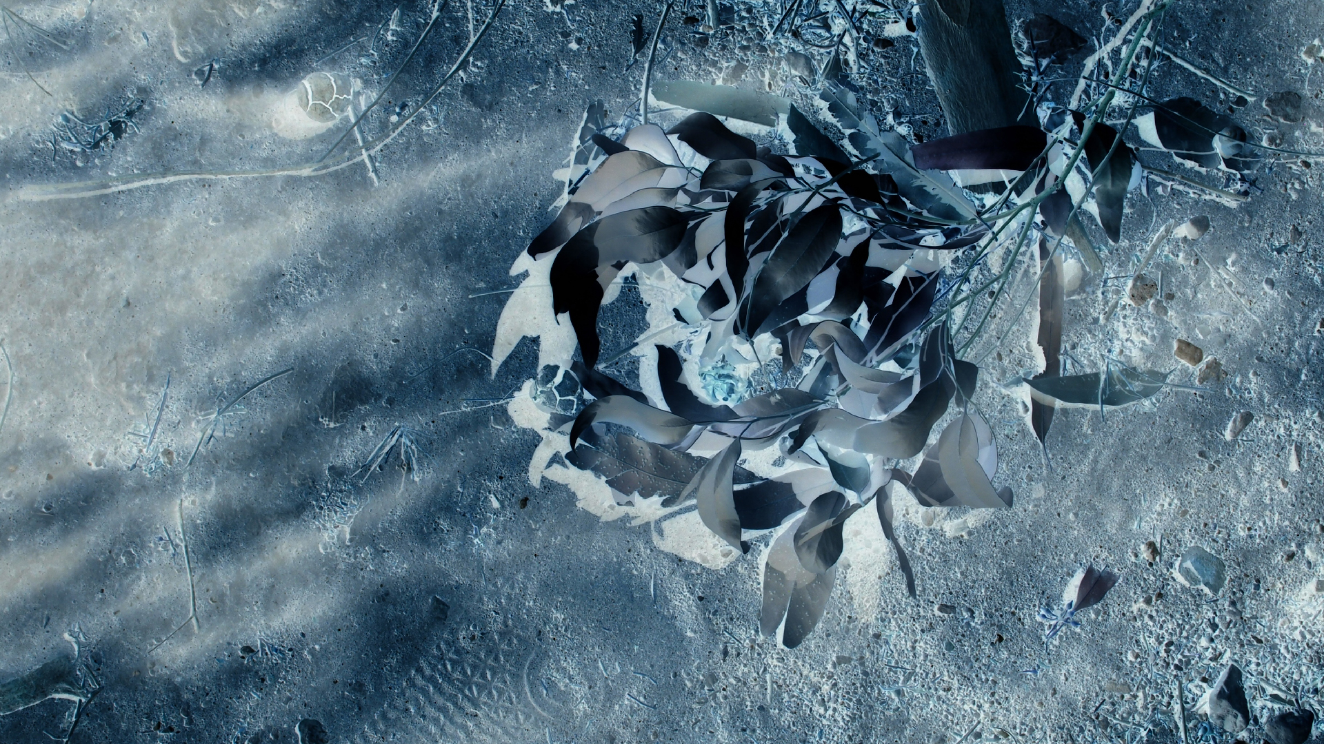 2021-09-07 02 Zikaden (Parasporos Abfahrt 2) (Foto, Fieldrecording)