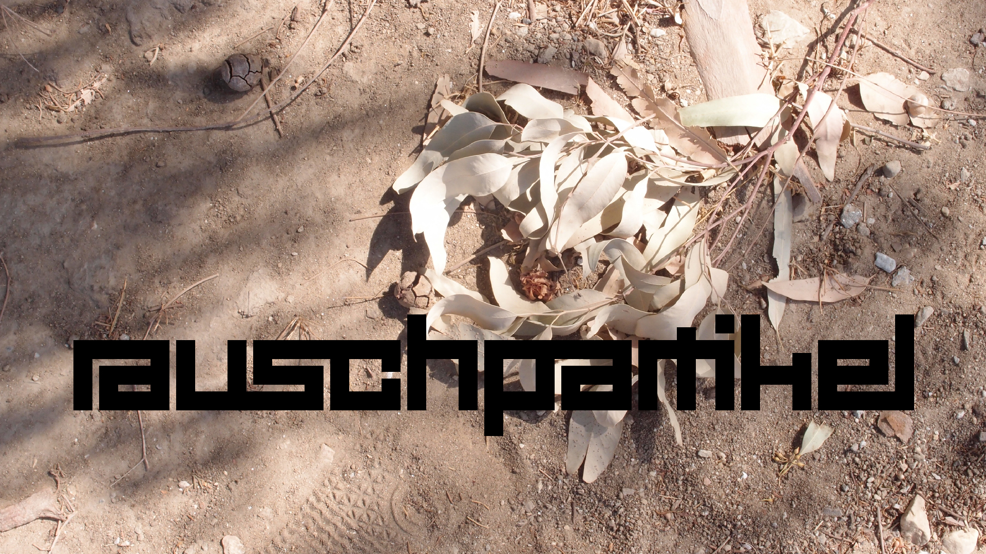 2021-09-07 02 Zikaden (Parasporos Abfahrt 2) (Foto, Fieldrecording)