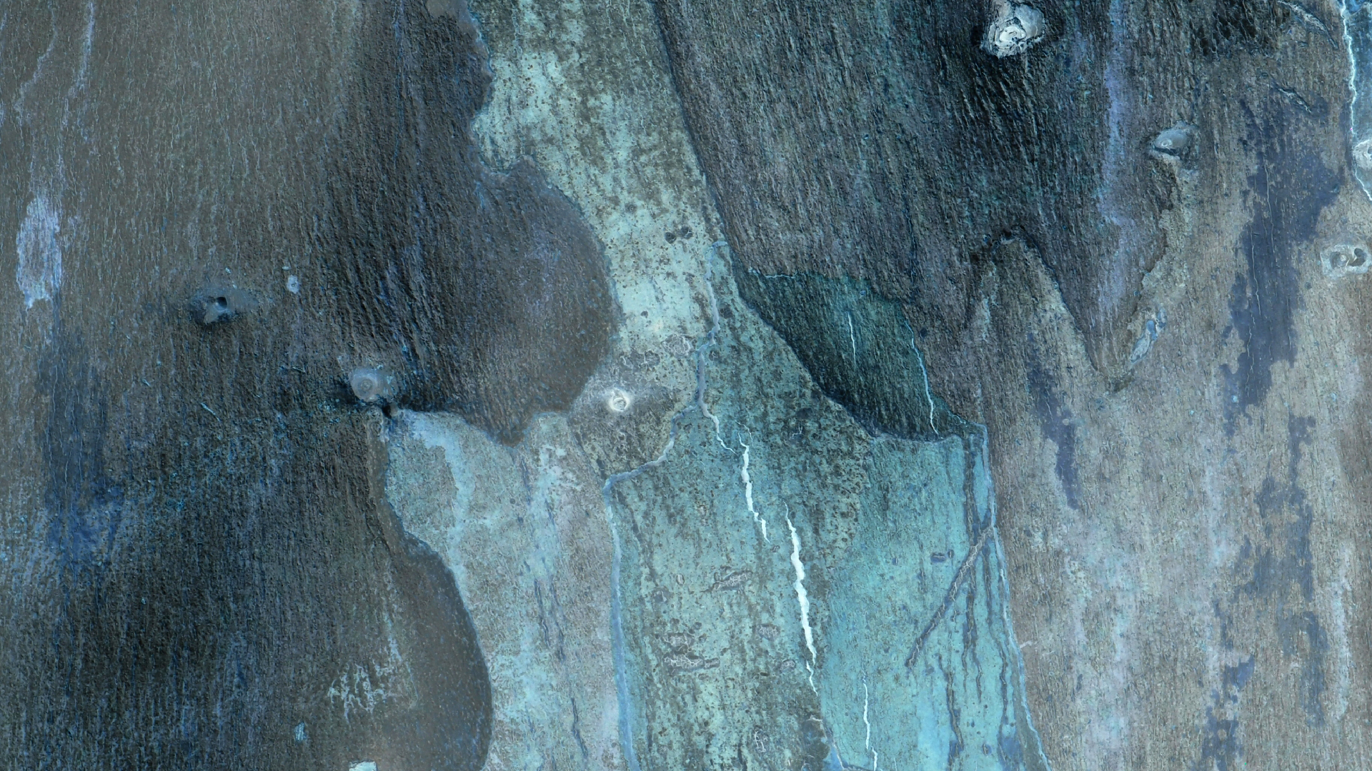 2021-09-07 02 Zikaden (Parasporos Abfahrt 2) (Foto, Fieldrecording)