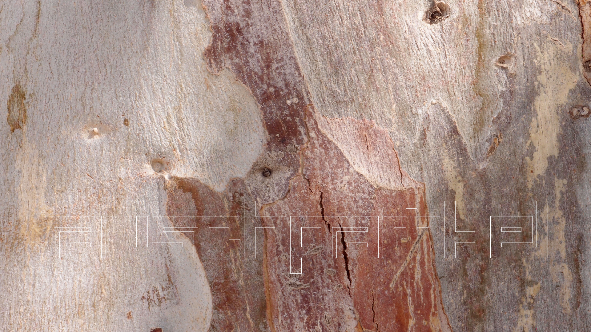 2021-09-07 02 Zikaden (Parasporos Abfahrt 2) (Foto, Fieldrecording)