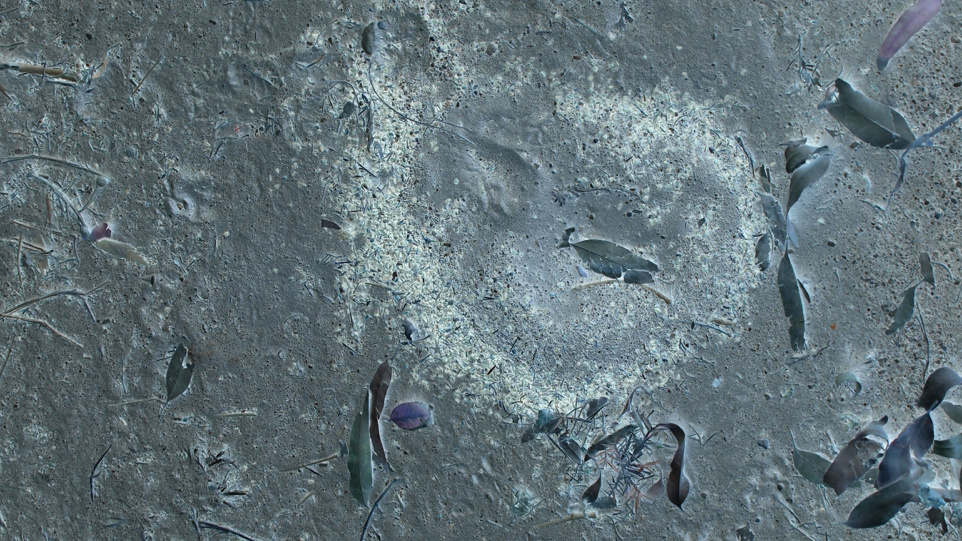 2021-09-07 02 Zikaden (Parasporos Abfahrt 2) (Foto, Fieldrecording)