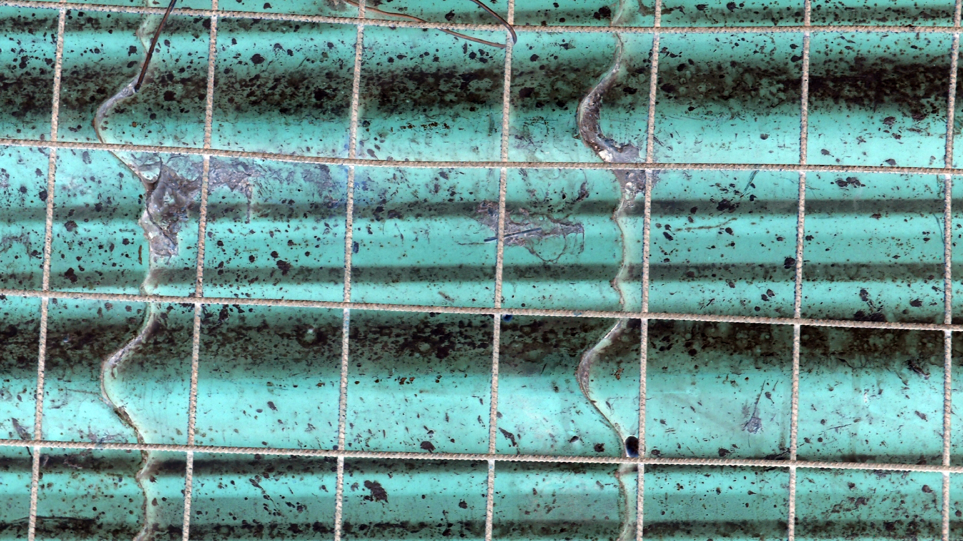 2021-09-07 02 Zikaden (Parasporos Abfahrt 2) (Foto, Fieldrecording)