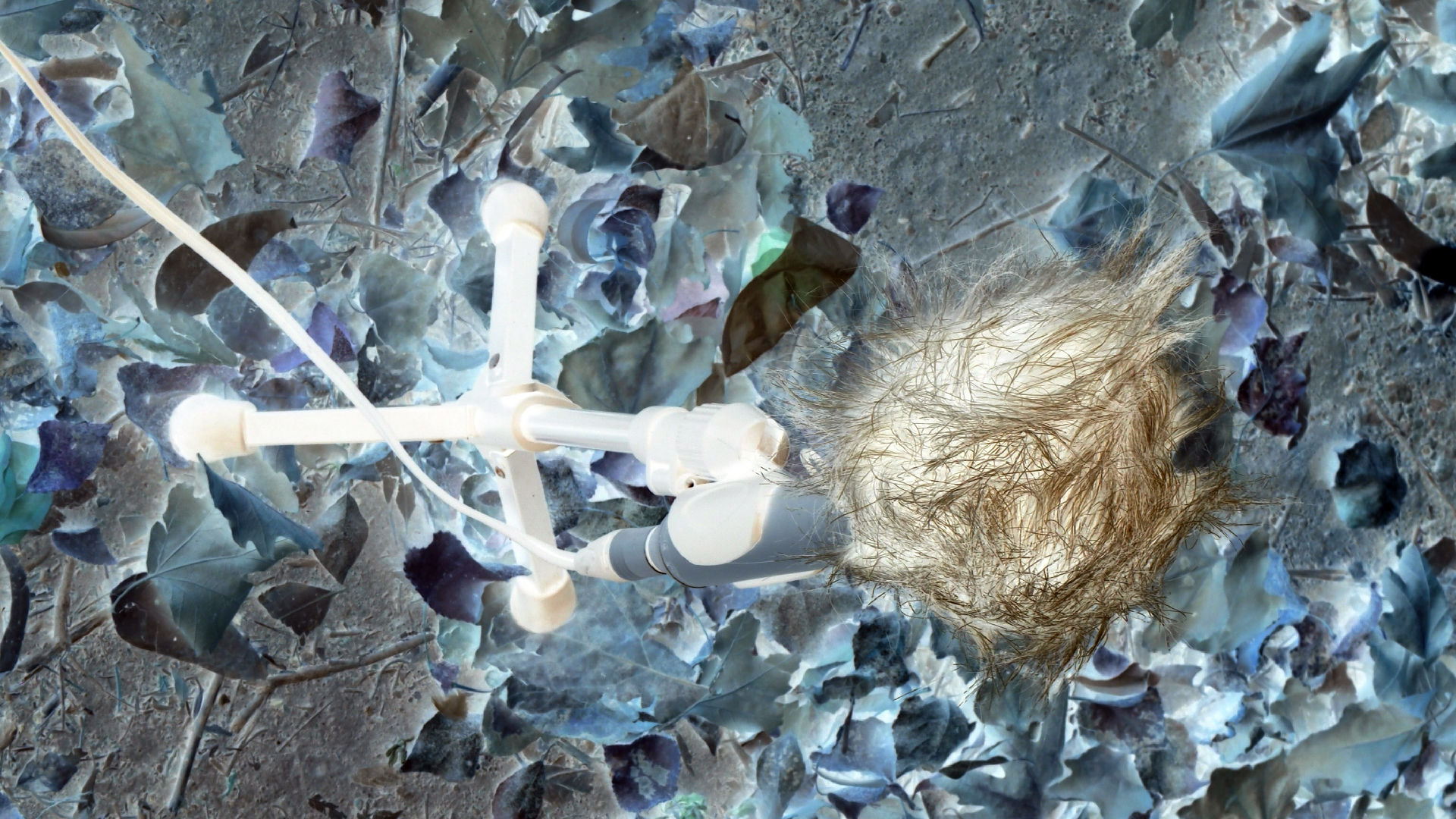 2021-09-07 02 Zikaden (Parasporos Abfahrt 2) (Foto, Fieldrecording)