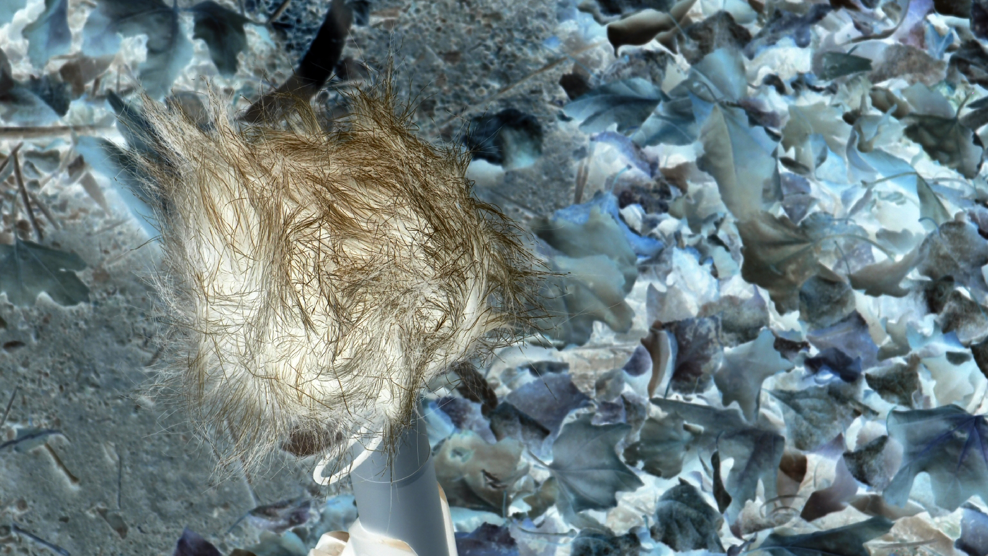 2021-09-07 02 Zikaden (Parasporos Abfahrt 2) (Foto, Fieldrecording)