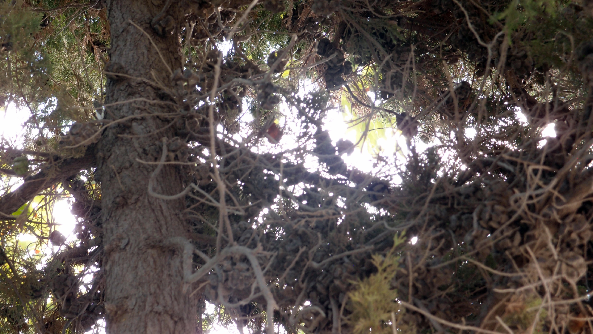 2021-09-07 02 Zikaden (Parasporos Abfahrt 2) (Foto, Fieldrecording)