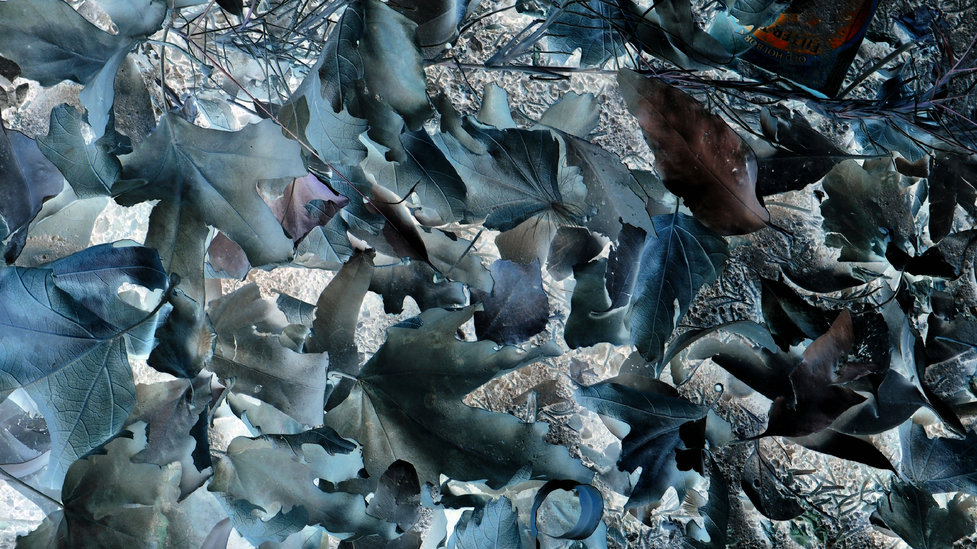 2021-09-07 02 Zikaden (Parasporos Abfahrt 2) (Foto, Fieldrecording)