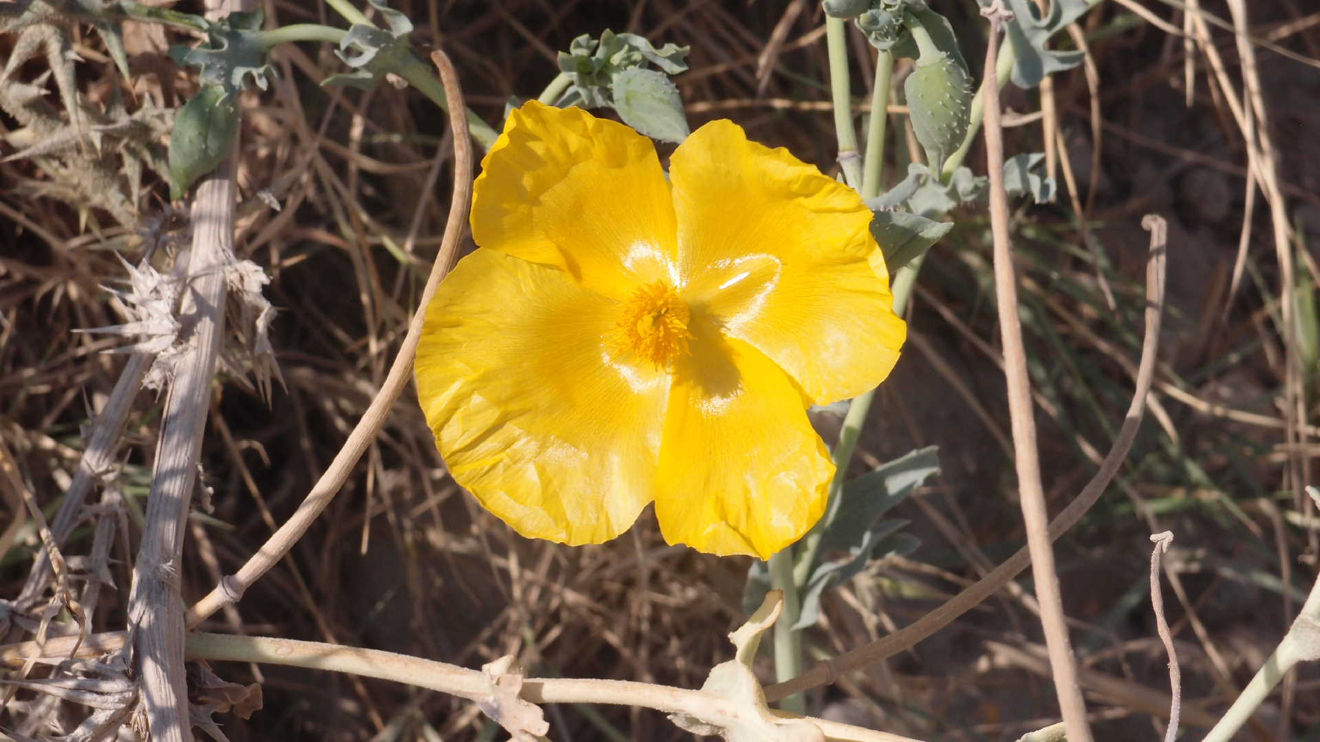 2021-09-07 02 Zikaden (Parasporos Abfahrt 2) (Foto, Fieldrecording)