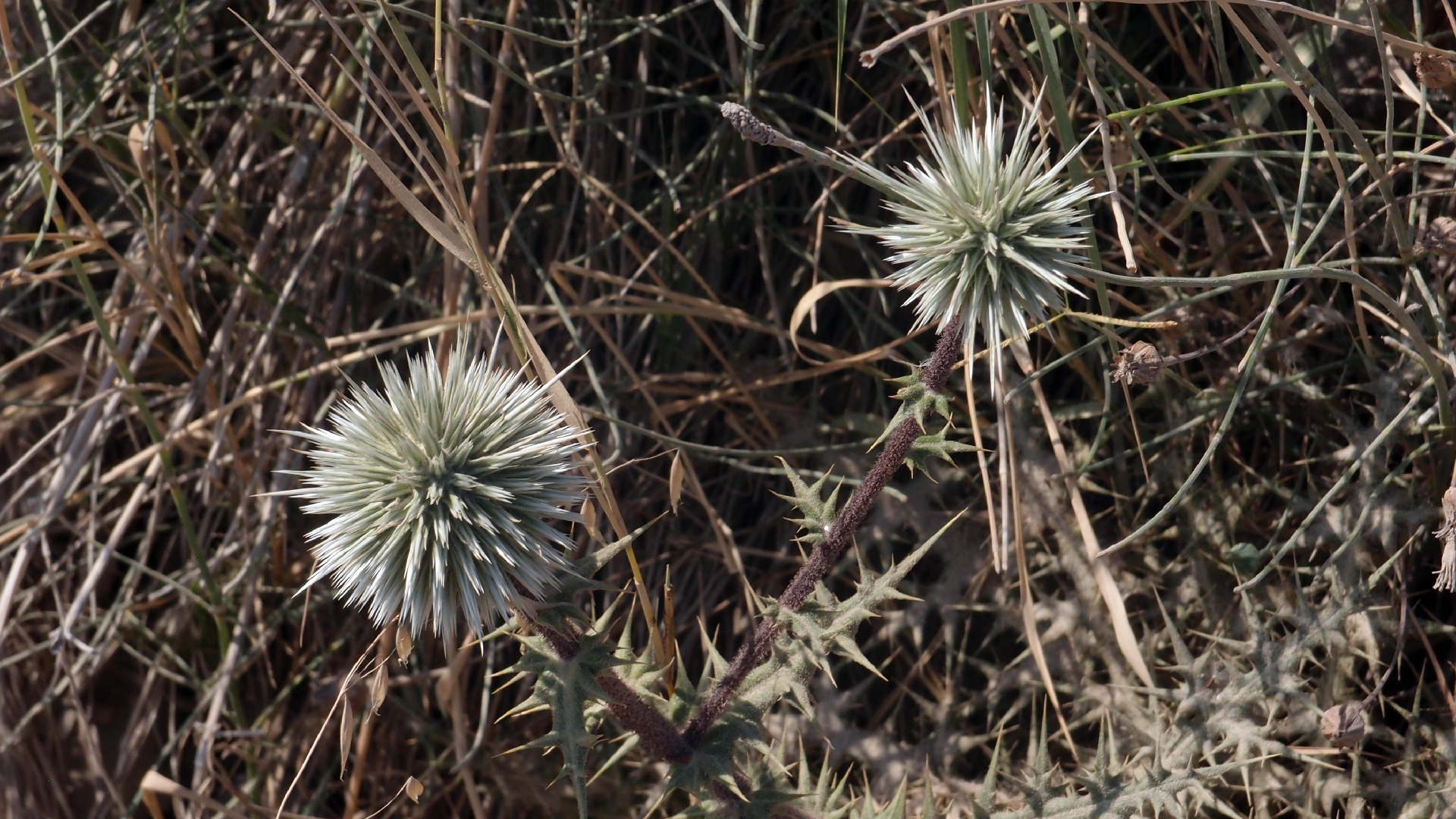 2021-09-07 02 Zikaden (Parasporos Abfahrt 2) (Foto, Fieldrecording)