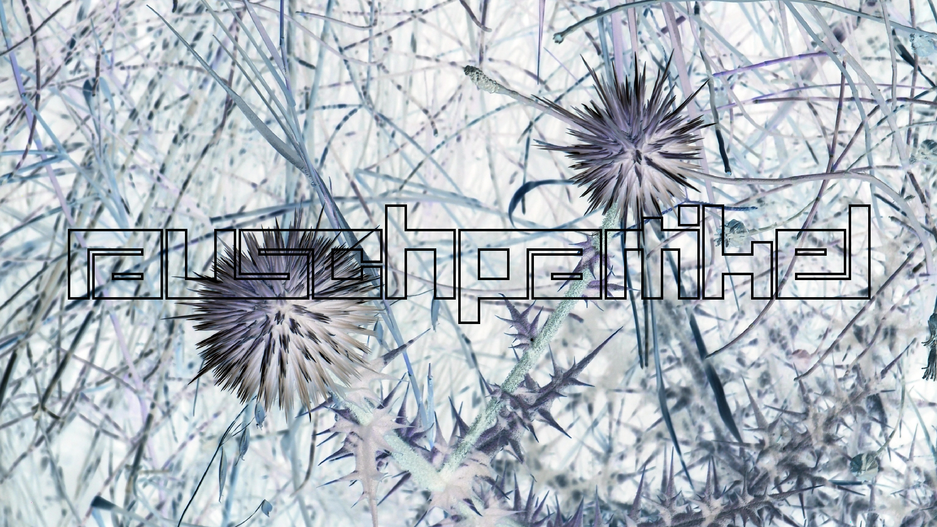 2021-09-07 02 Zikaden (Parasporos Abfahrt 2) (Foto, Fieldrecording)