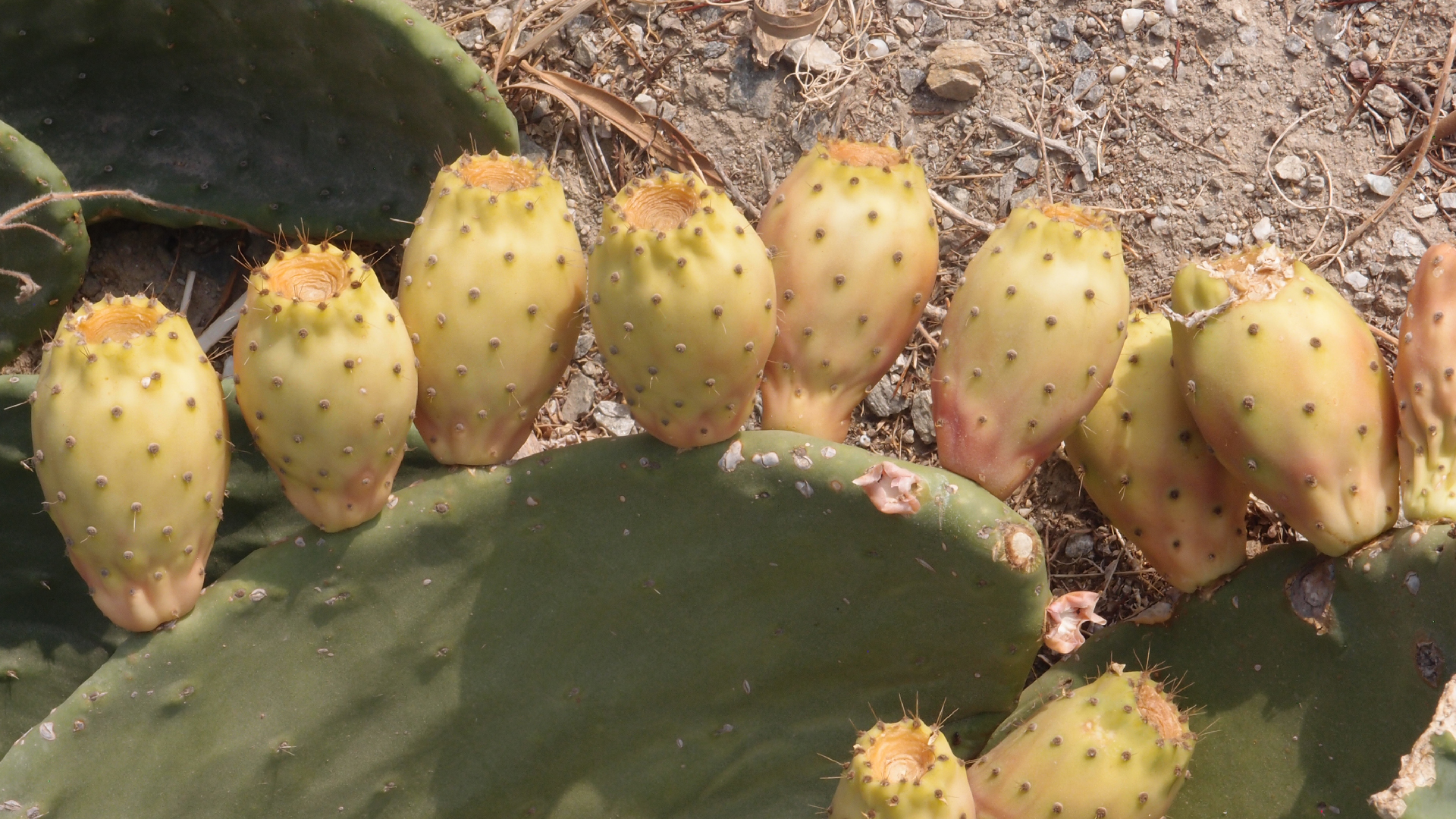 2021-09-08 01 auf der Klippe (Krios Beach) (Foto, Fieldrecording, Video)