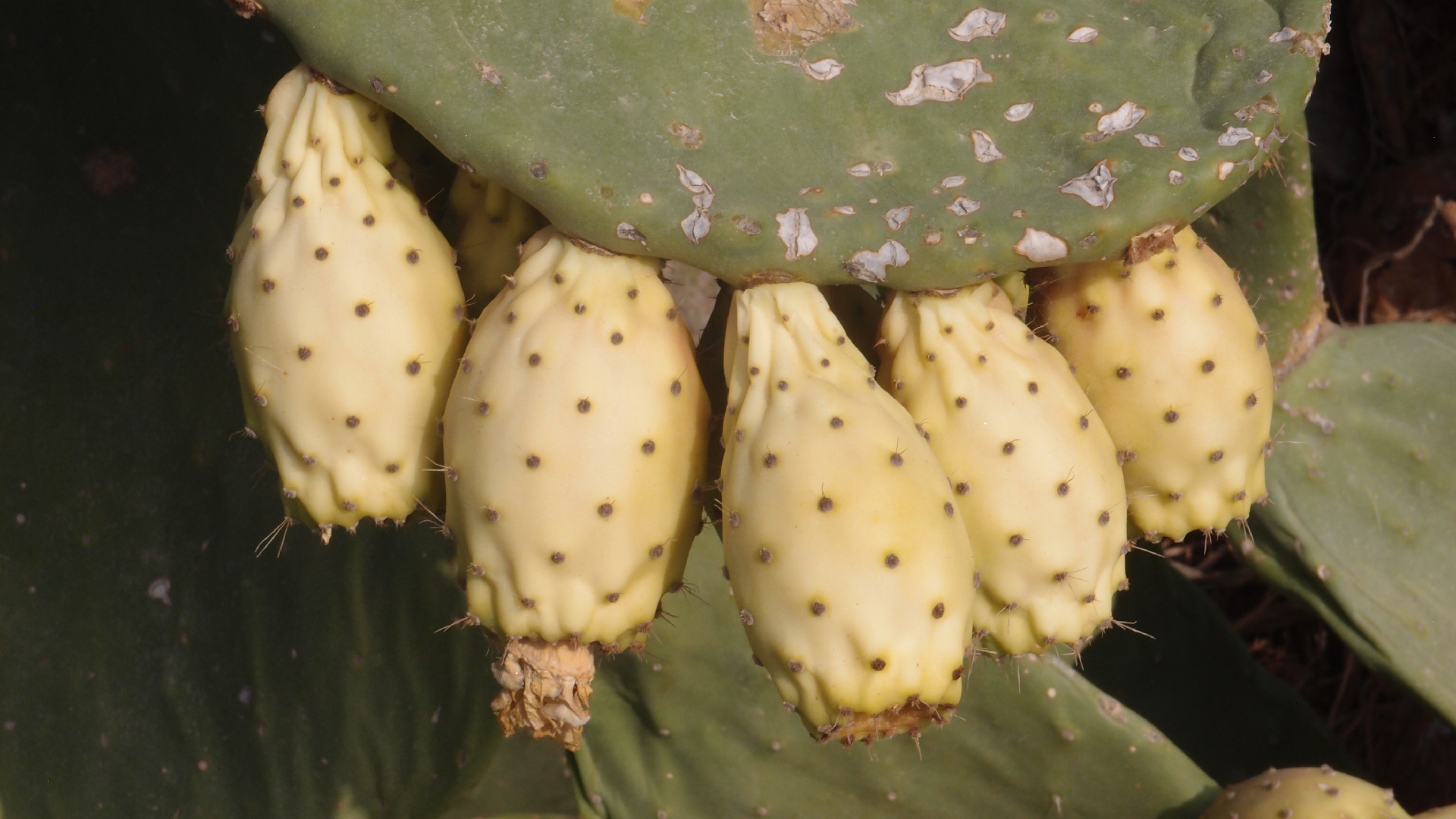 2021-09-08 01 auf der Klippe (Krios Beach) (Foto, Fieldrecording, Video)