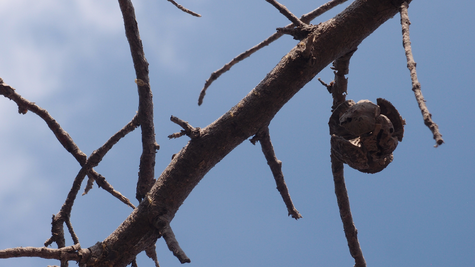 2021-09-08 01 auf der Klippe (Krios Beach) (Foto, Fieldrecording, Video)