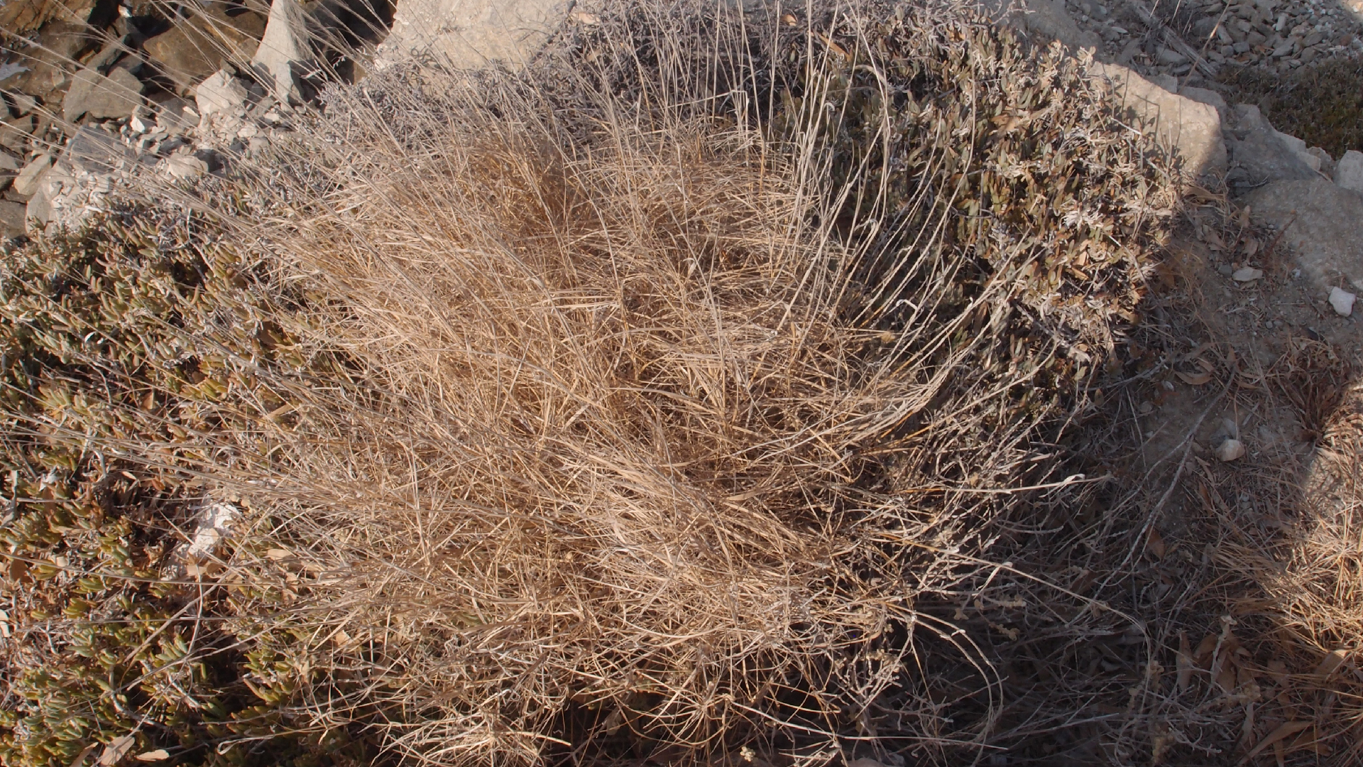 2021-09-08 01 auf der Klippe (Krios Beach) (Foto, Fieldrecording, Video)