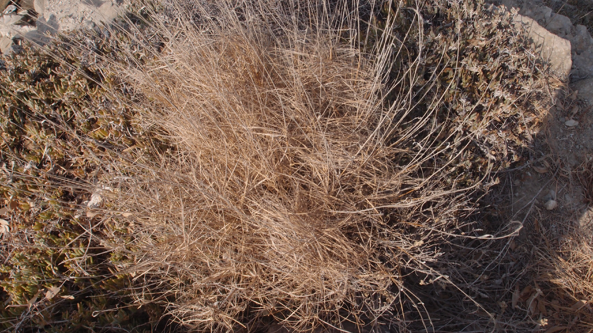 2021-09-08 01 auf der Klippe (Krios Beach) (Foto, Fieldrecording, Video)