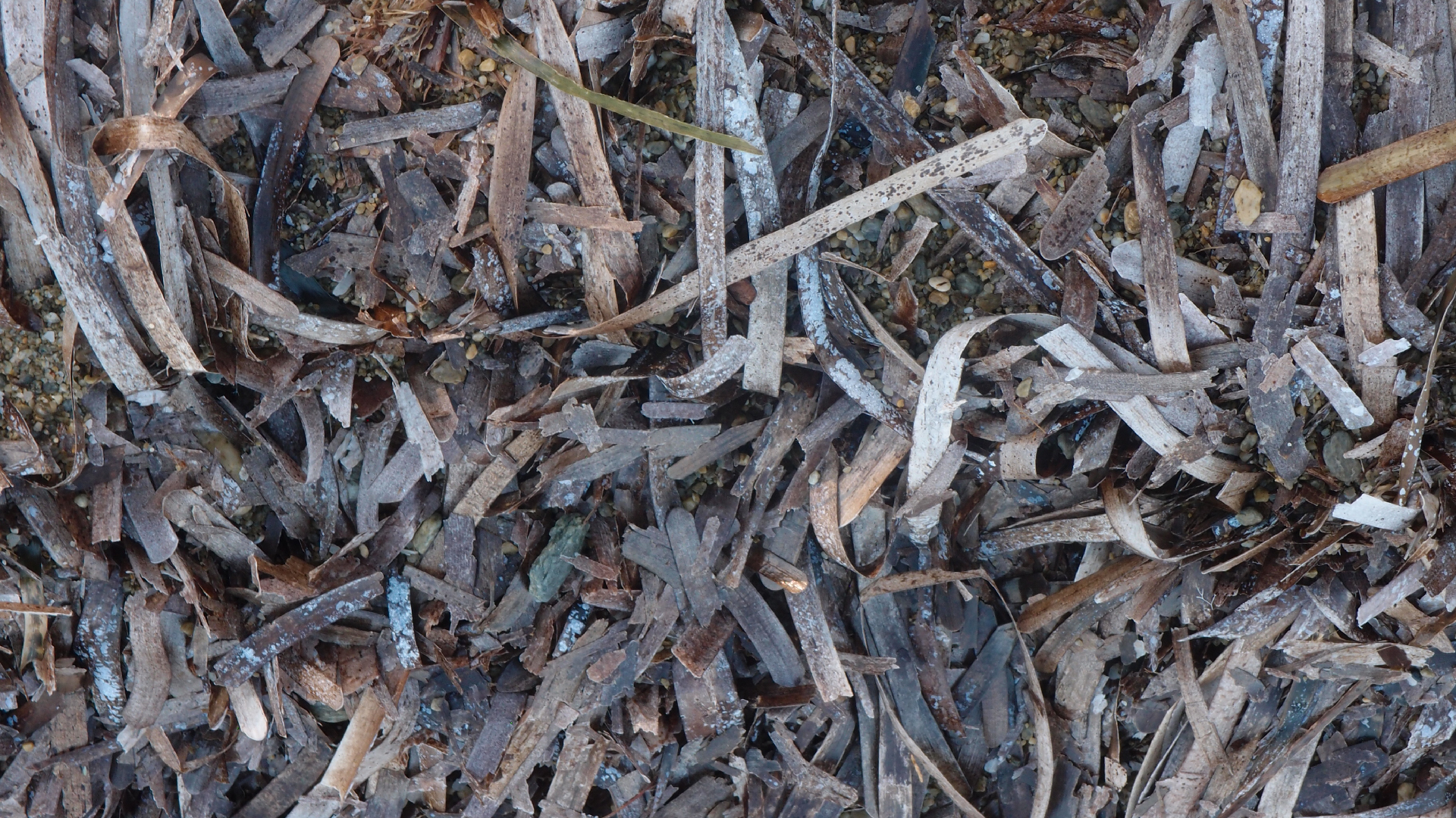 2021-09-17 02 Perifereiak�, Strandspaziergang (Fieldrecording, Foto, Video)