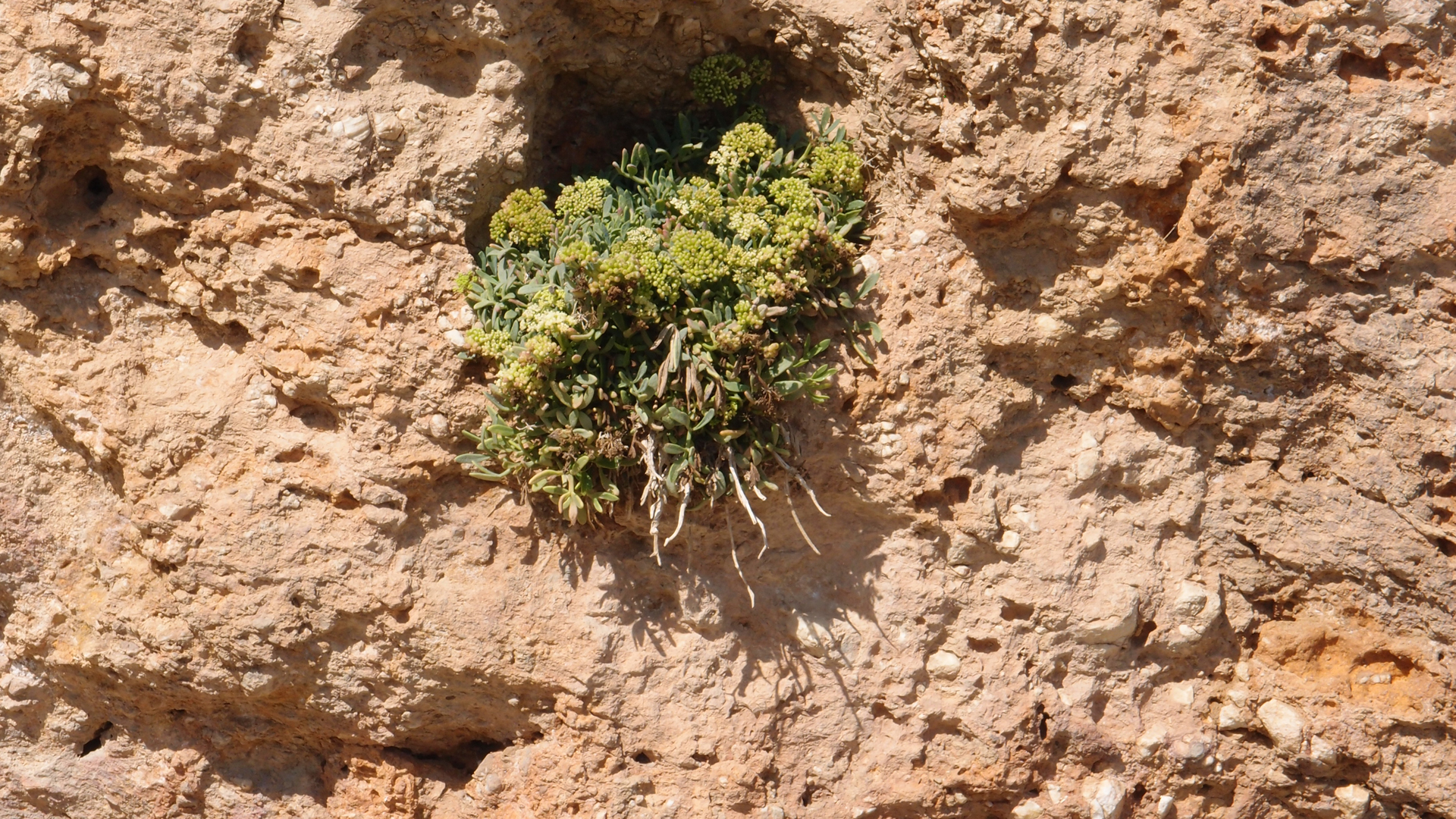 2021-09-17 03 Parasporos Beach Club (Zikaden) (Fieldrecording, Foto, Video)