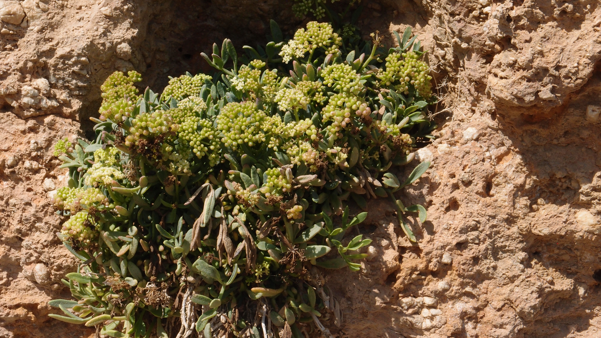 2021-09-17 03 Parasporos Beach Club (Zikaden) (Fieldrecording, Foto, Video)