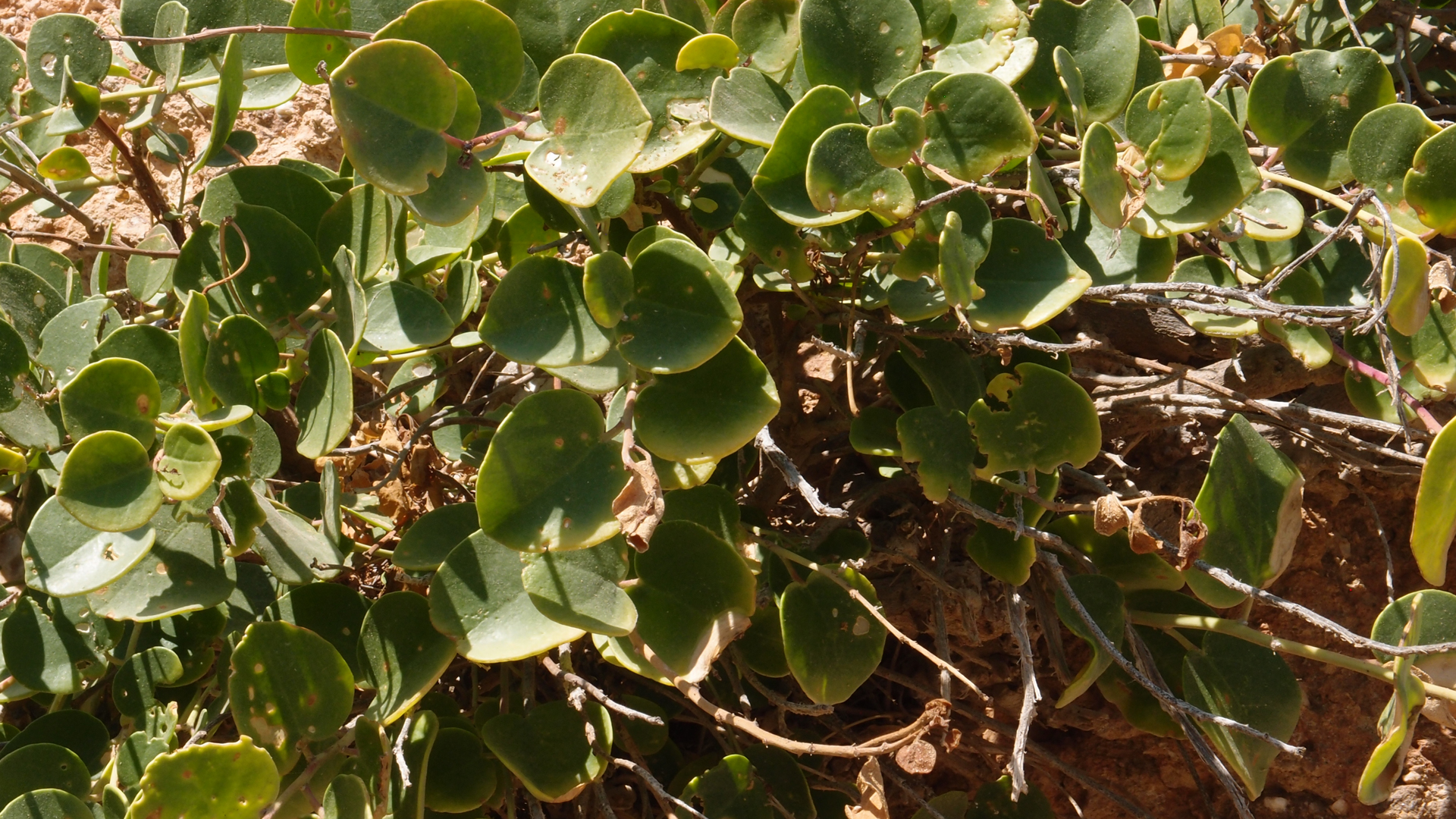 2021-09-17 03 Parasporos Beach Club (Zikaden) (Fieldrecording, Foto, Video)
