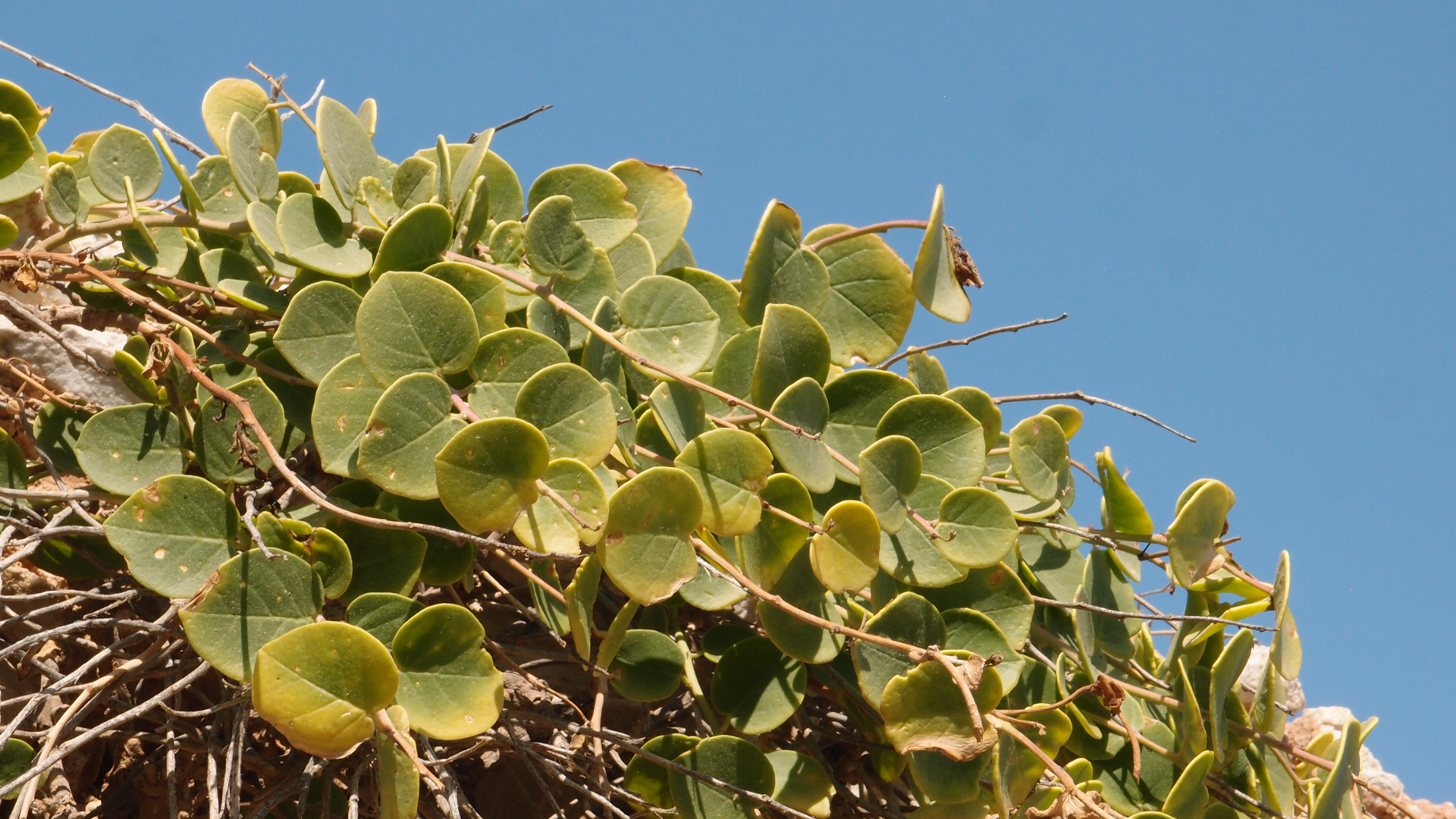 2021-09-17 03 Parasporos Beach Club (Zikaden) (Fieldrecording, Foto, Video)