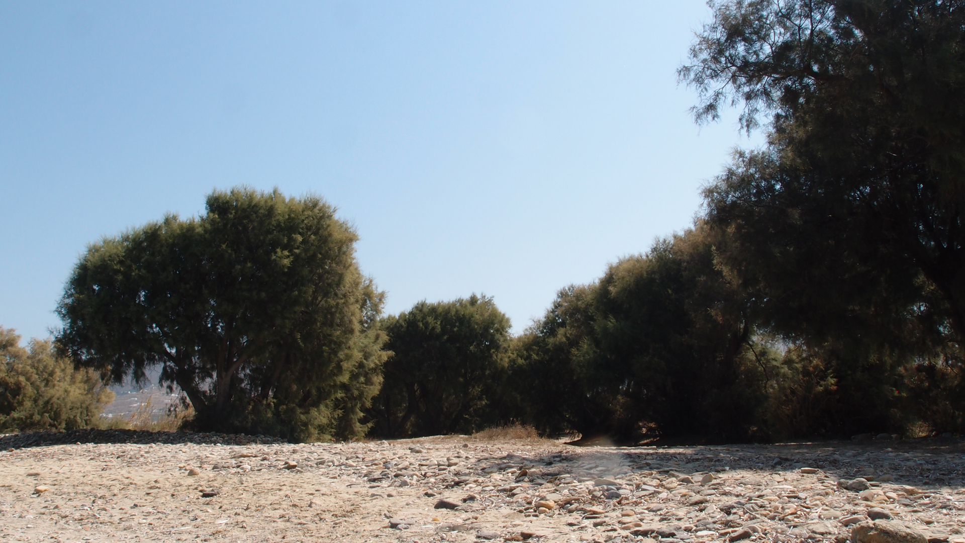 2021-09-17 03 Parasporos Beach Club (Zikaden) (Fieldrecording, Foto, Video)