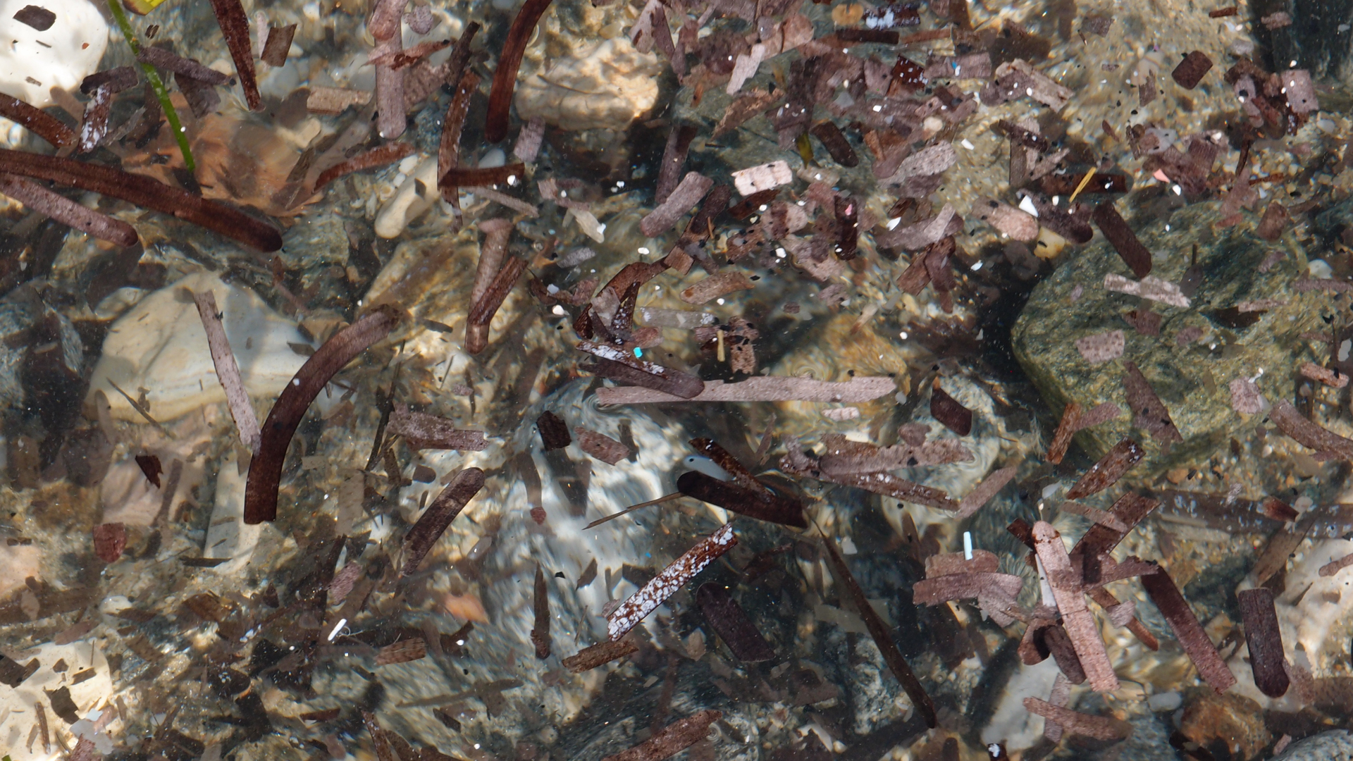 2021-09-17 03 Parasporos Beach Club (Zikaden) (Fieldrecording, Foto, Video)