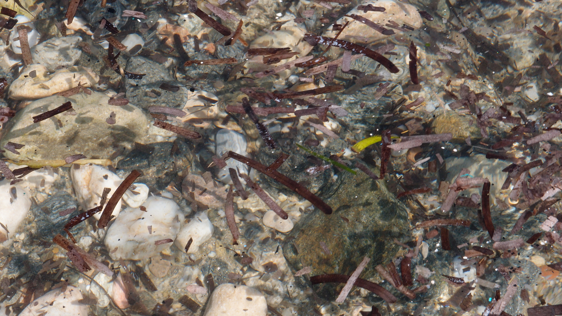 2021-09-17 03 Parasporos Beach Club (Zikaden) (Fieldrecording, Foto, Video)