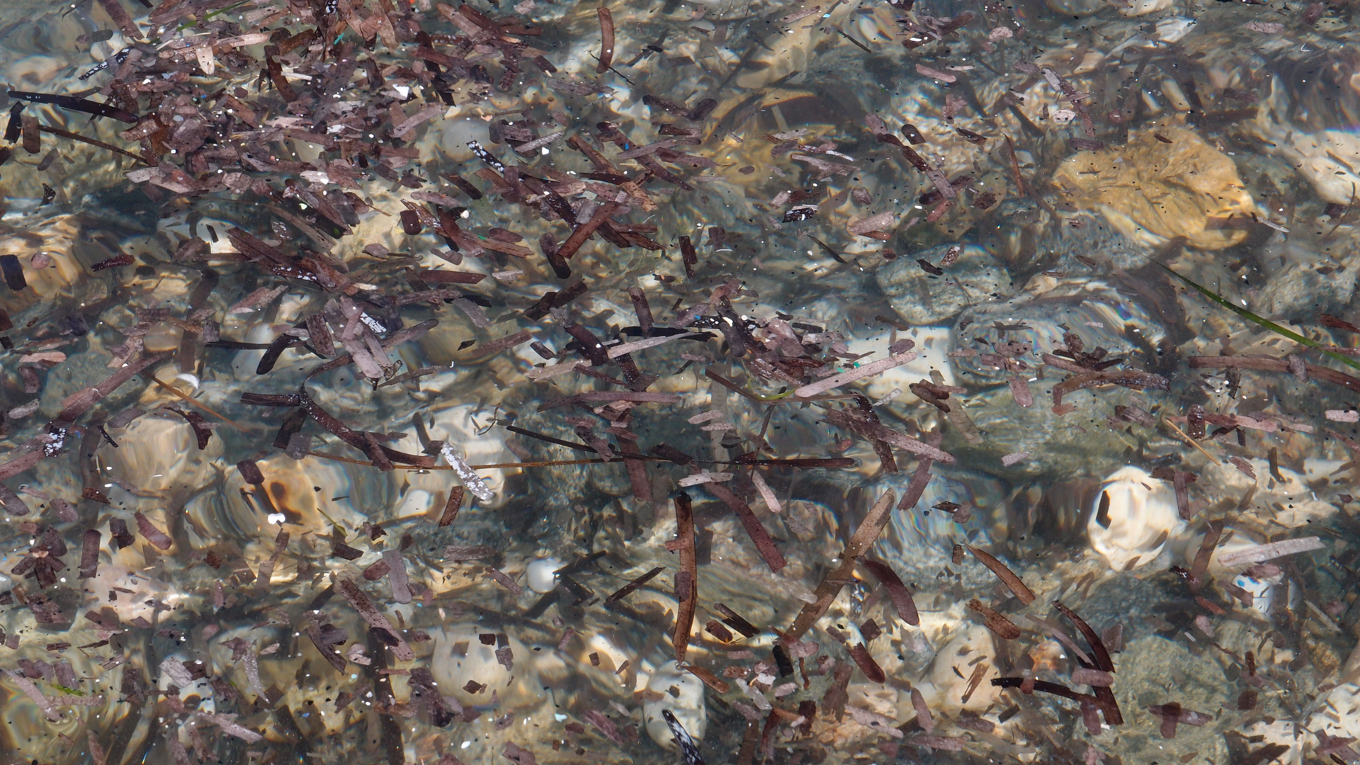 2021-09-17 03 Parasporos Beach Club (Zikaden) (Fieldrecording, Foto, Video)