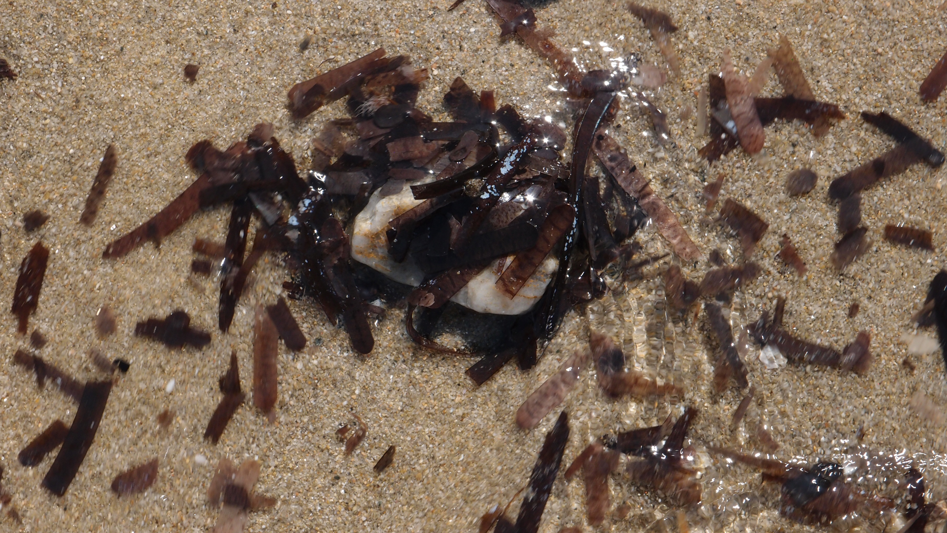 2021-09-17 03 Parasporos Beach Club (Zikaden) (Fieldrecording, Foto, Video)