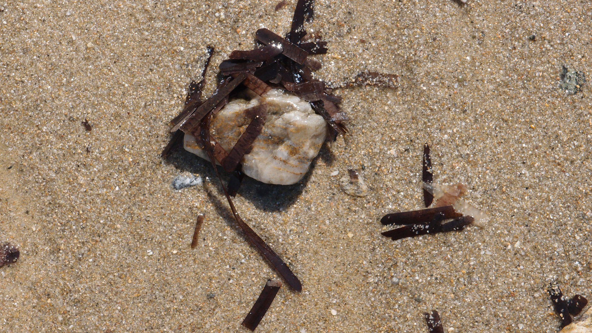 2021-09-17 03 Parasporos Beach Club (Zikaden) (Fieldrecording, Foto, Video)